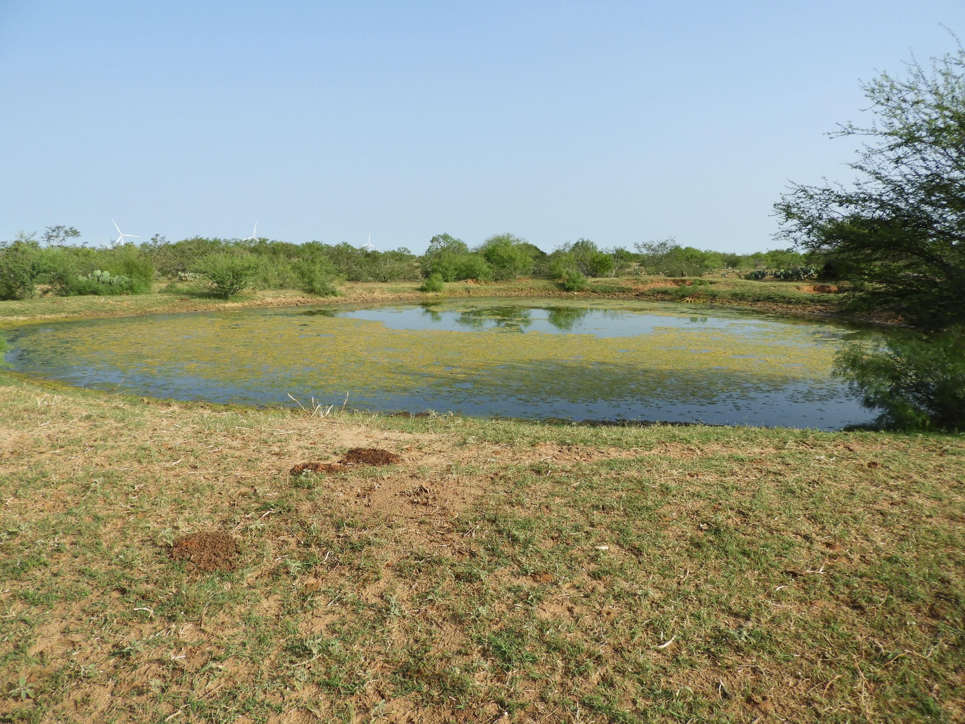 225 acres in Jim Hogg County, Texas