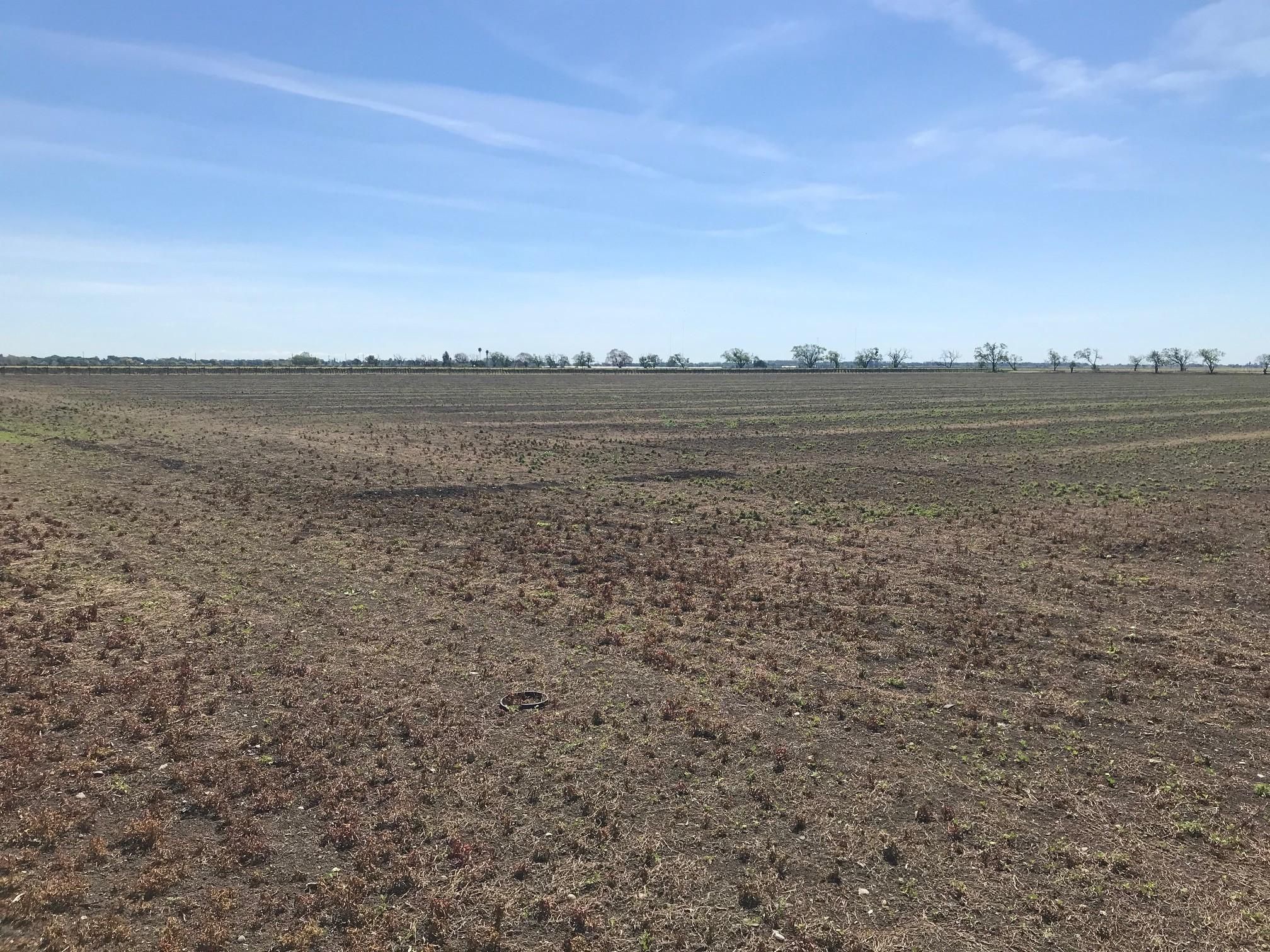 20 acres in Clarksburg, CA, 95612 MLS 19033505