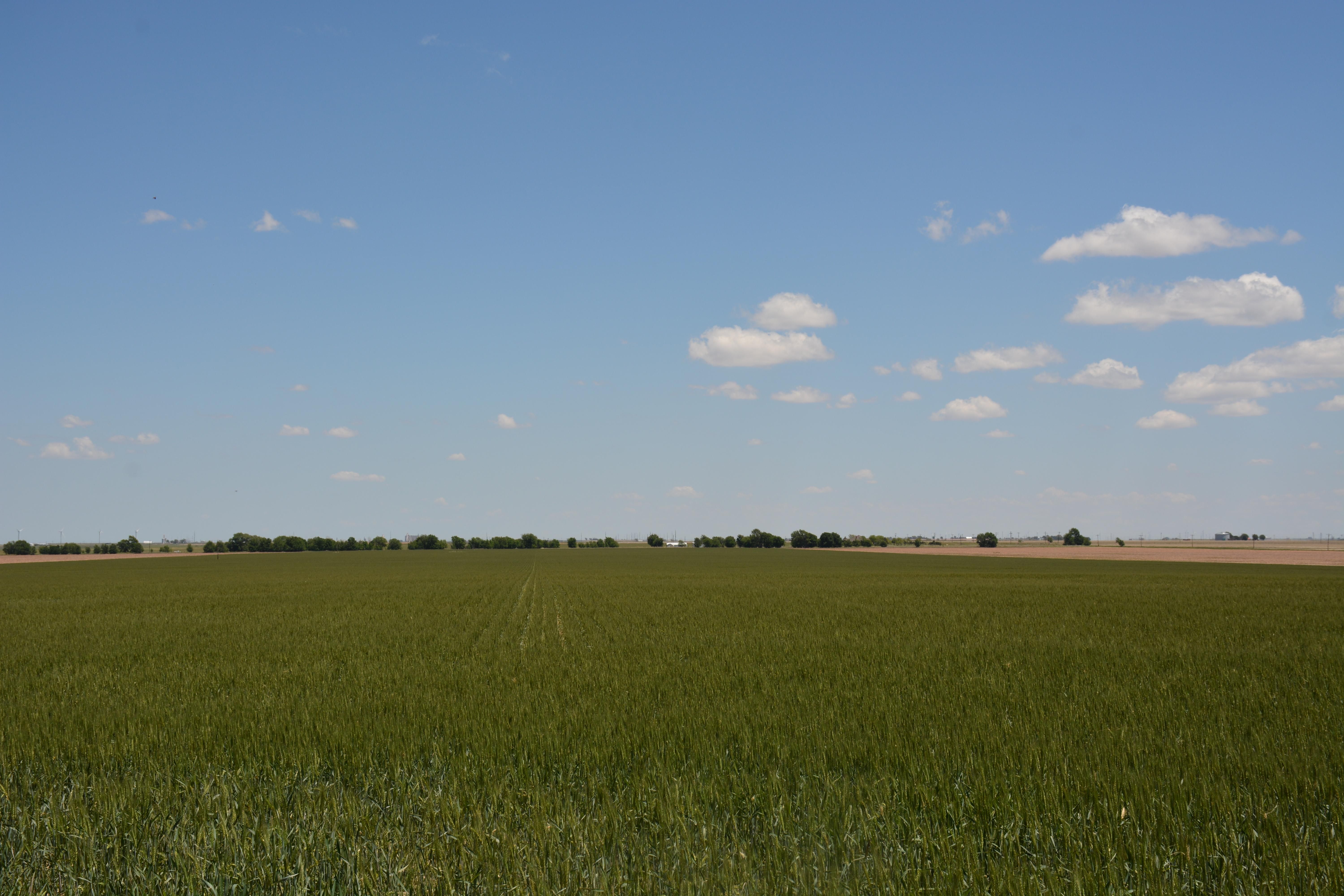 160 acres in Parmer County, Texas