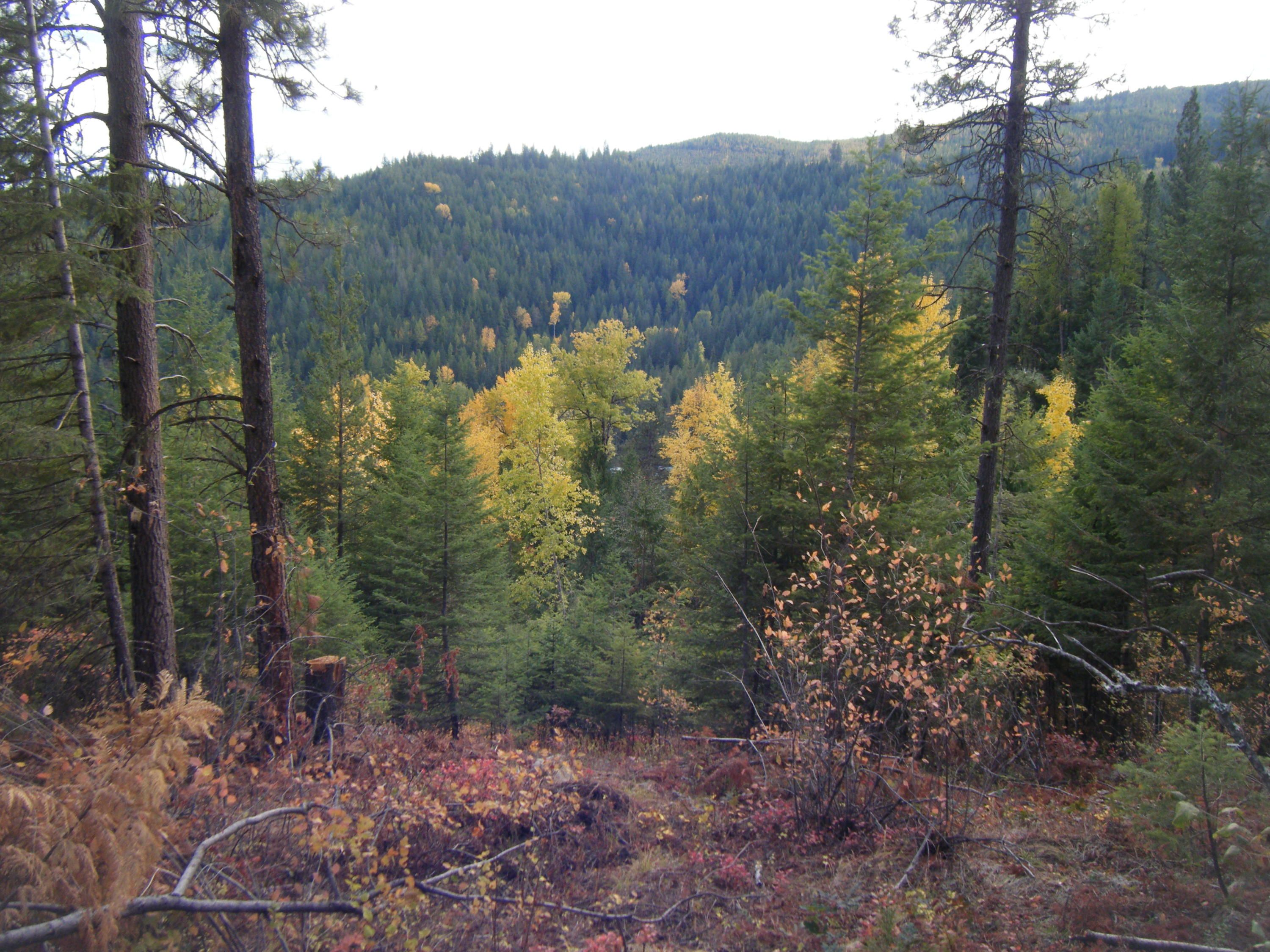 20 acres in Bonner County, Idaho