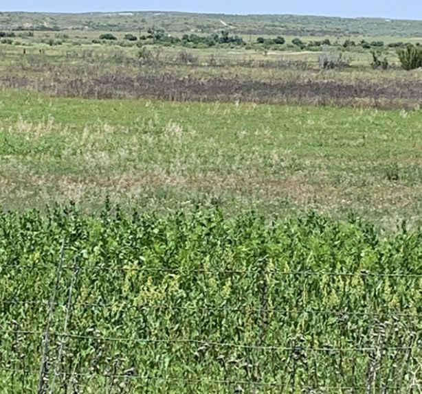 265 acres in Oldham County, Texas