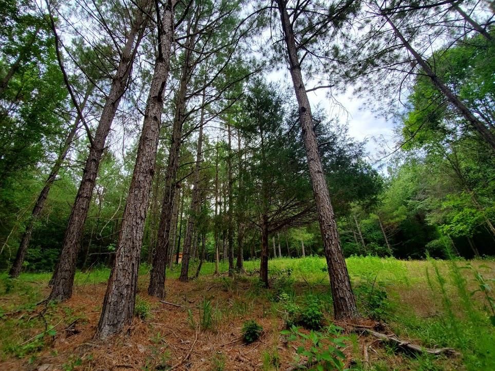 40 acres in Simpson County, Mississippi