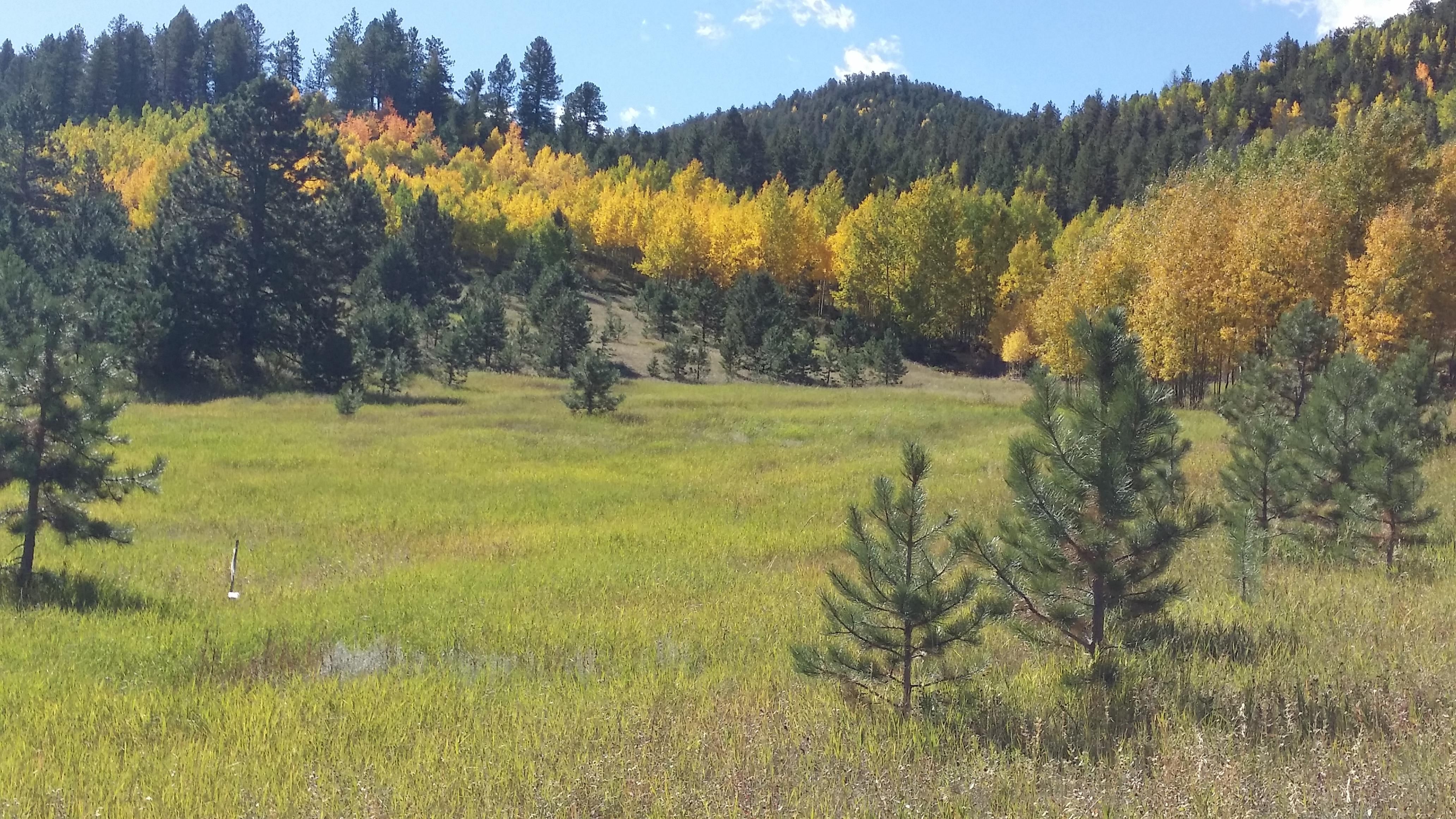 40 acres in Teller County, Colorado