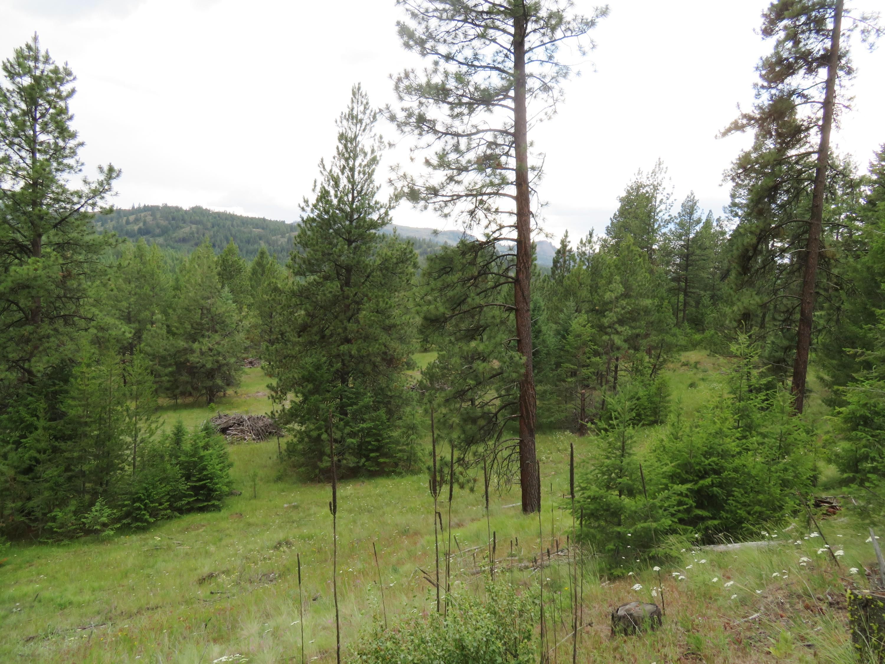 40 acres in Ferry County, Washington