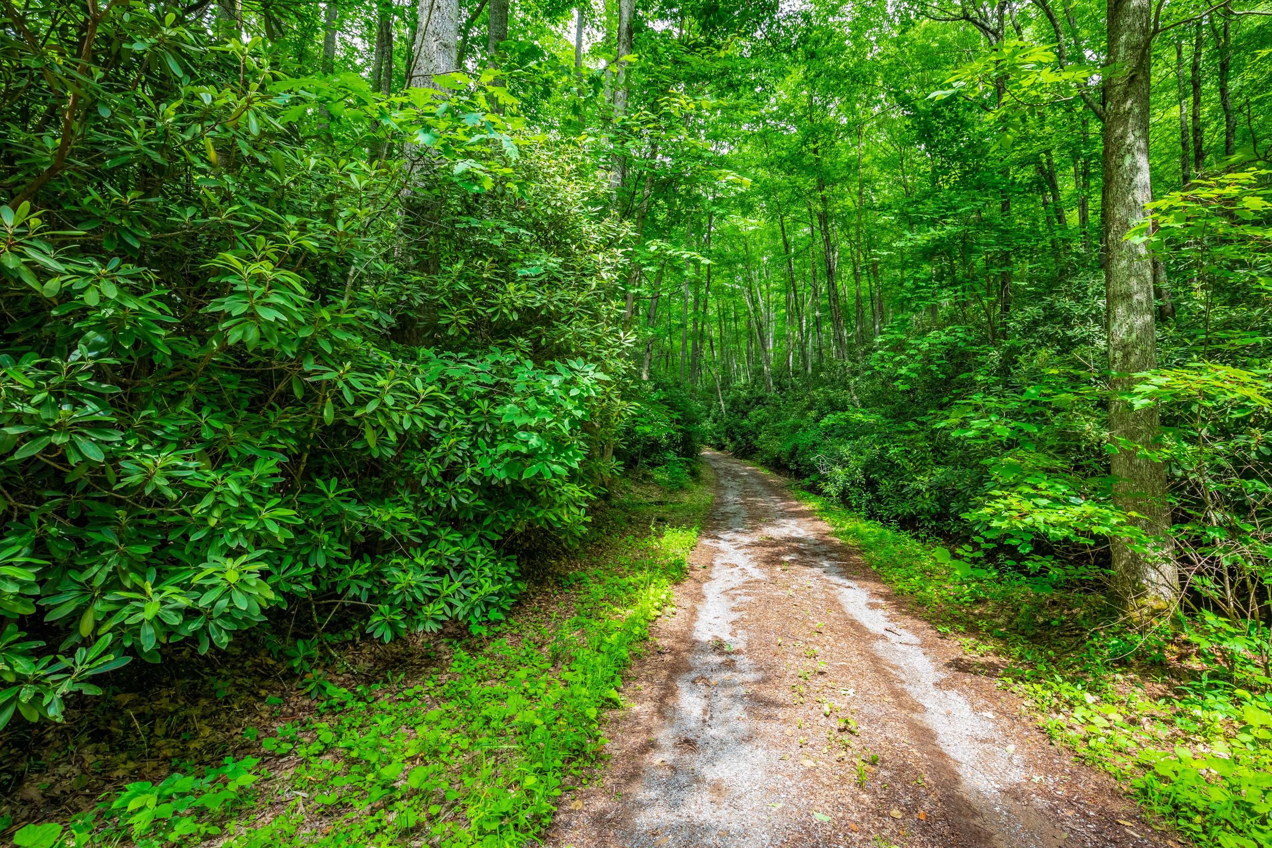 65 acres in Bland County, Virginia