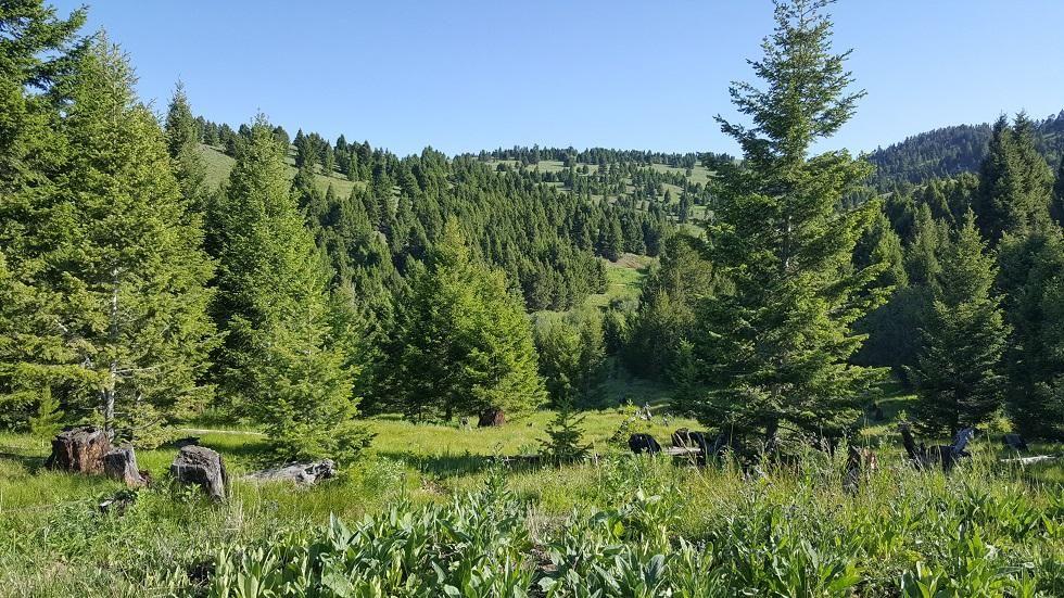 28 Muskrat rd, Helmville, MT 59843 MLS 21910769