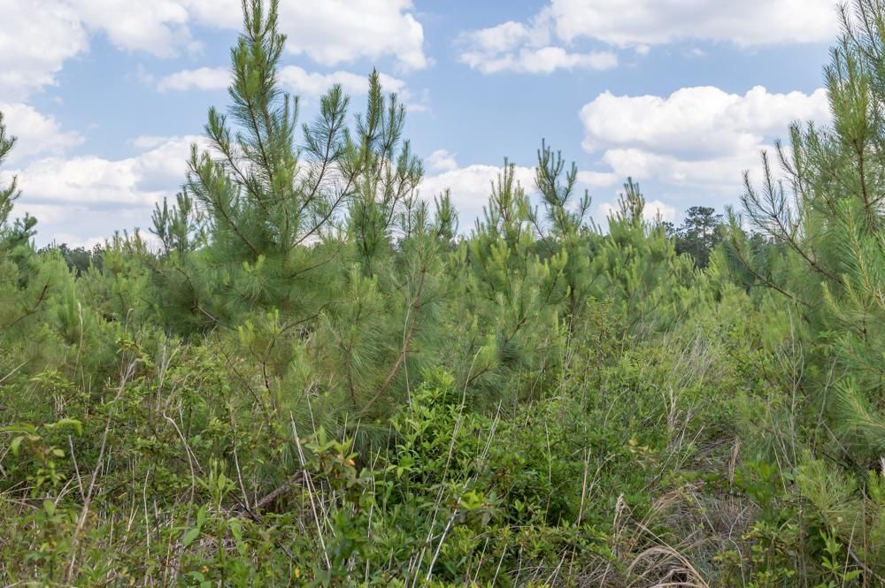 21 acres in Pender County, North Carolina