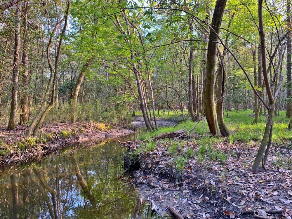 40 acres in Monroe County, Alabama