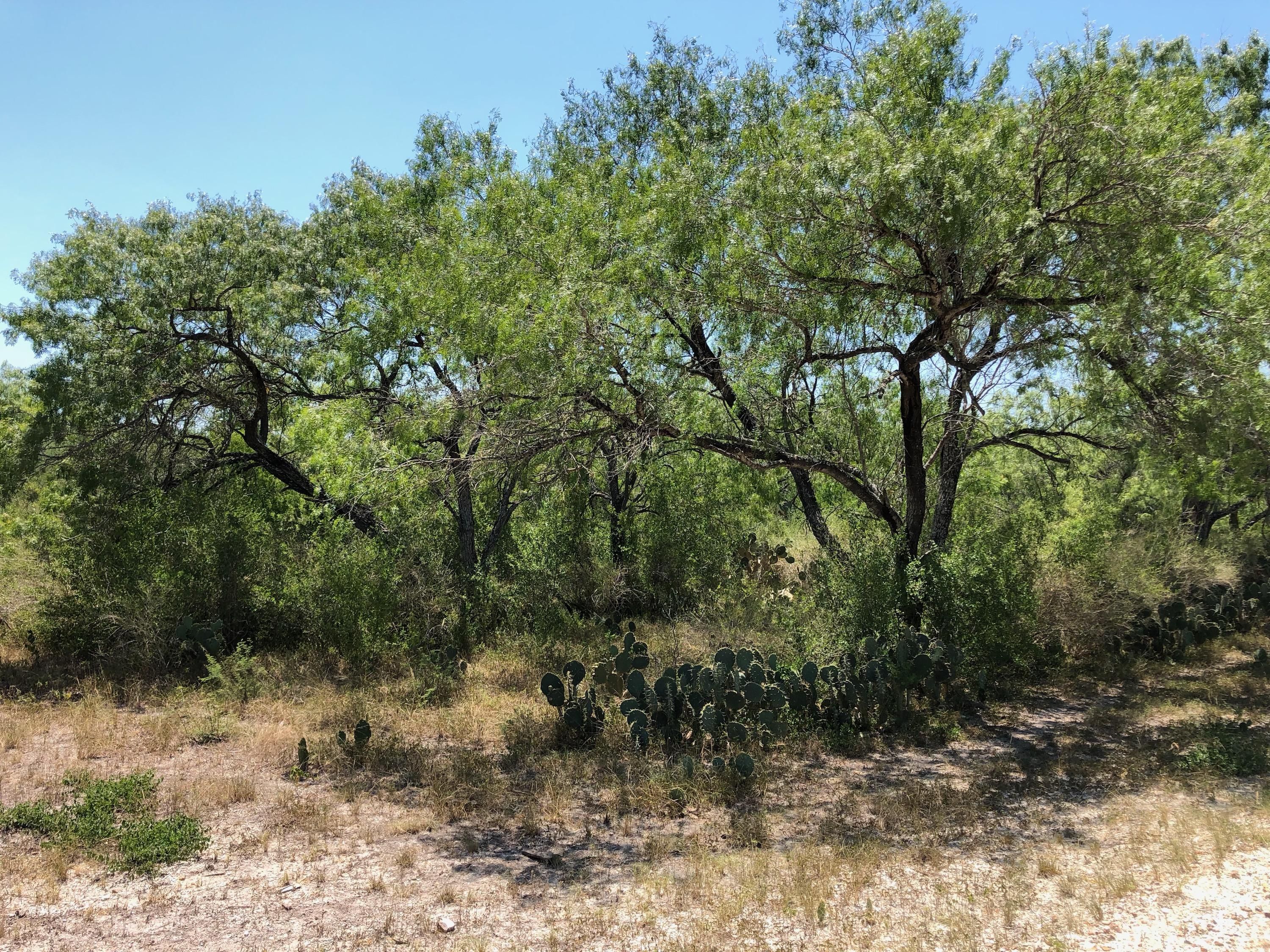 400 acres in McMullen County, Texas