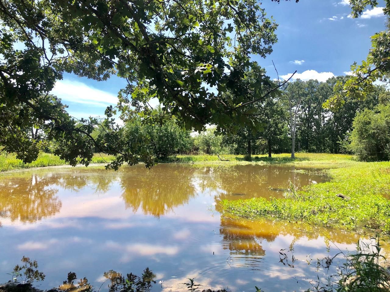 25 acres in Titus County, Texas