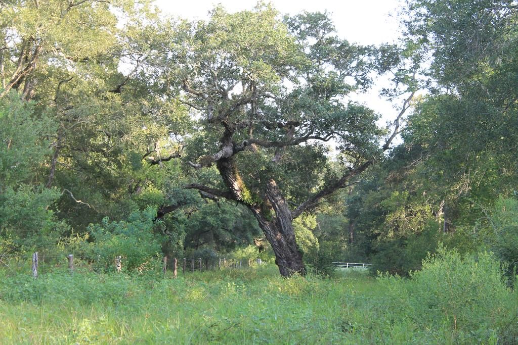 246 acres in Matagorda County, Texas