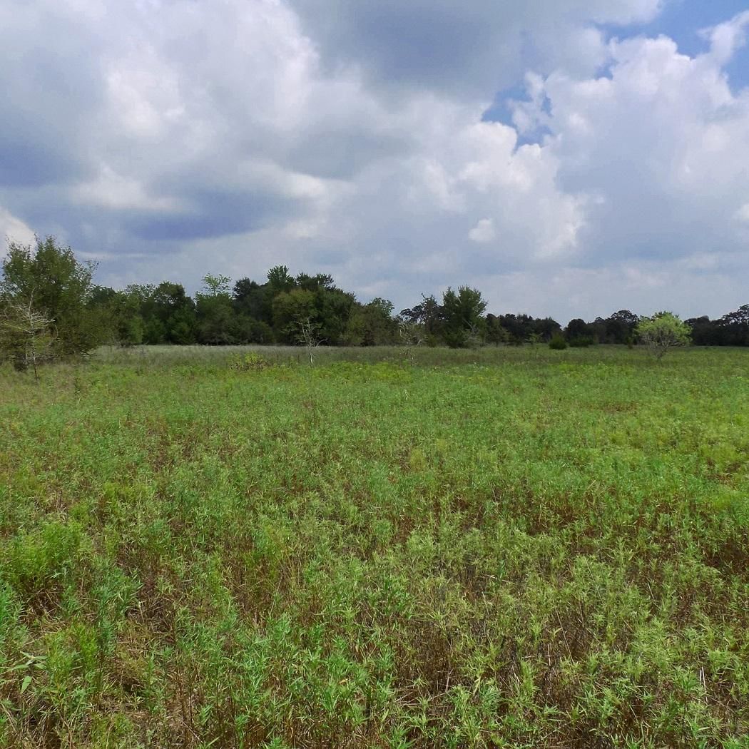 11 acres in Grimes County, Texas