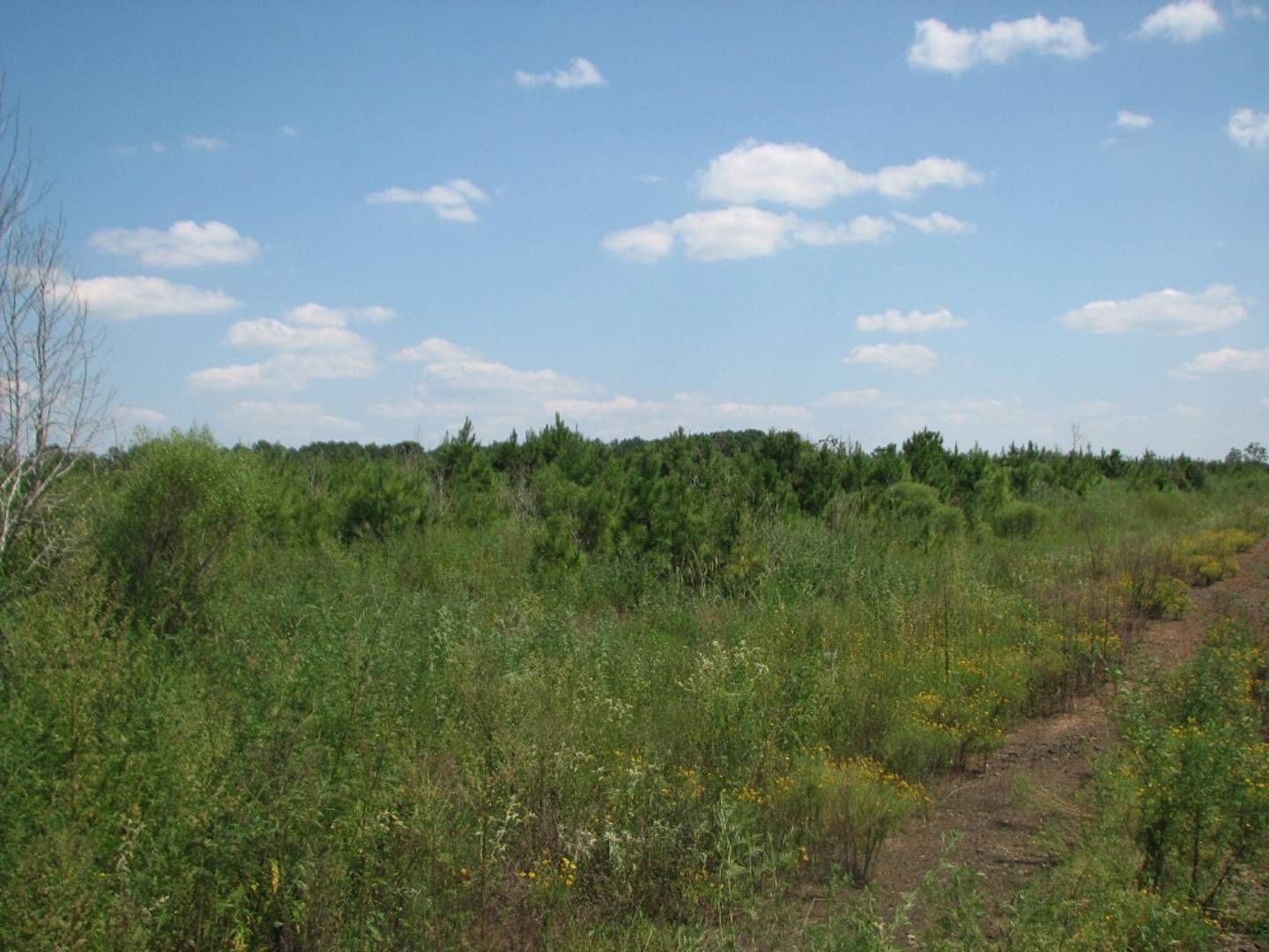 140 acres in Sabine Parish, Louisiana