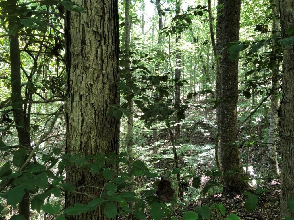 363 acres in Dale County, Alabama