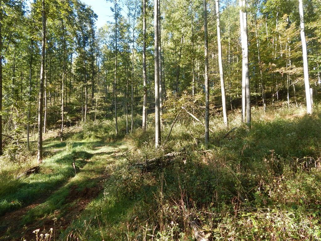 72 acres in Ritchie County, West Virginia
