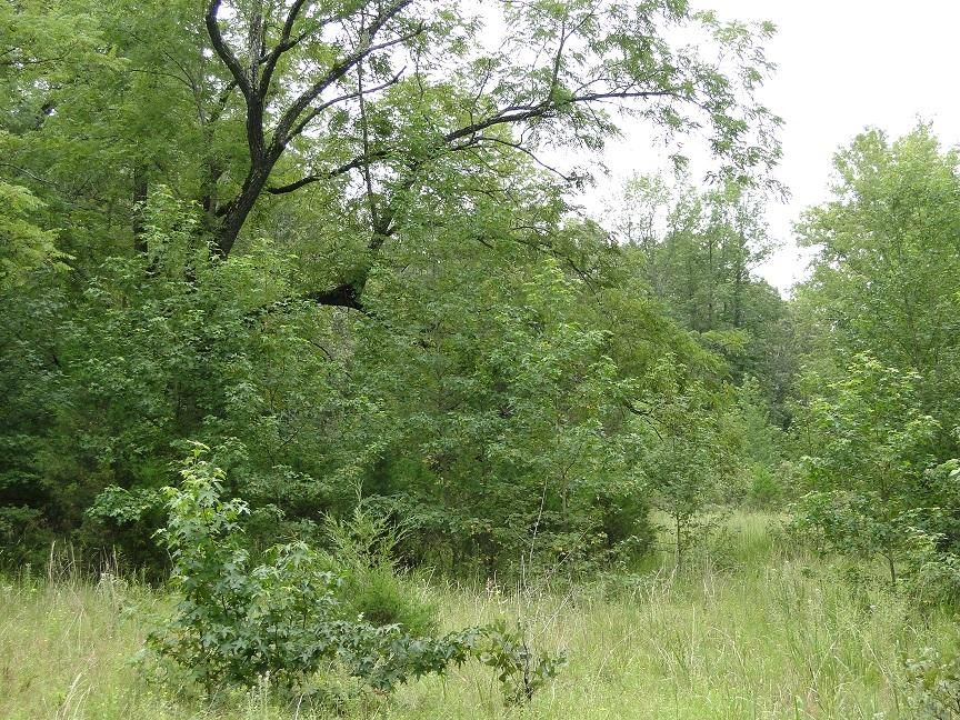 60 acres in Izard County, Arkansas