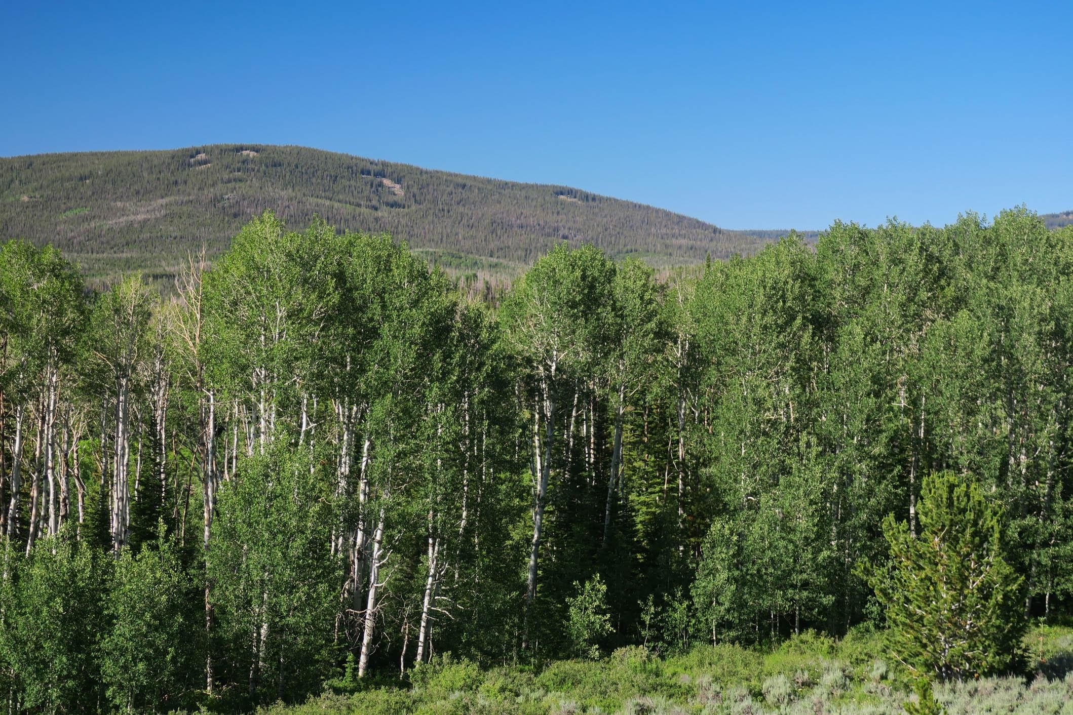 172 acres in Encampment, WY, 82325 MLS Sierra Madre Mountain Parcel