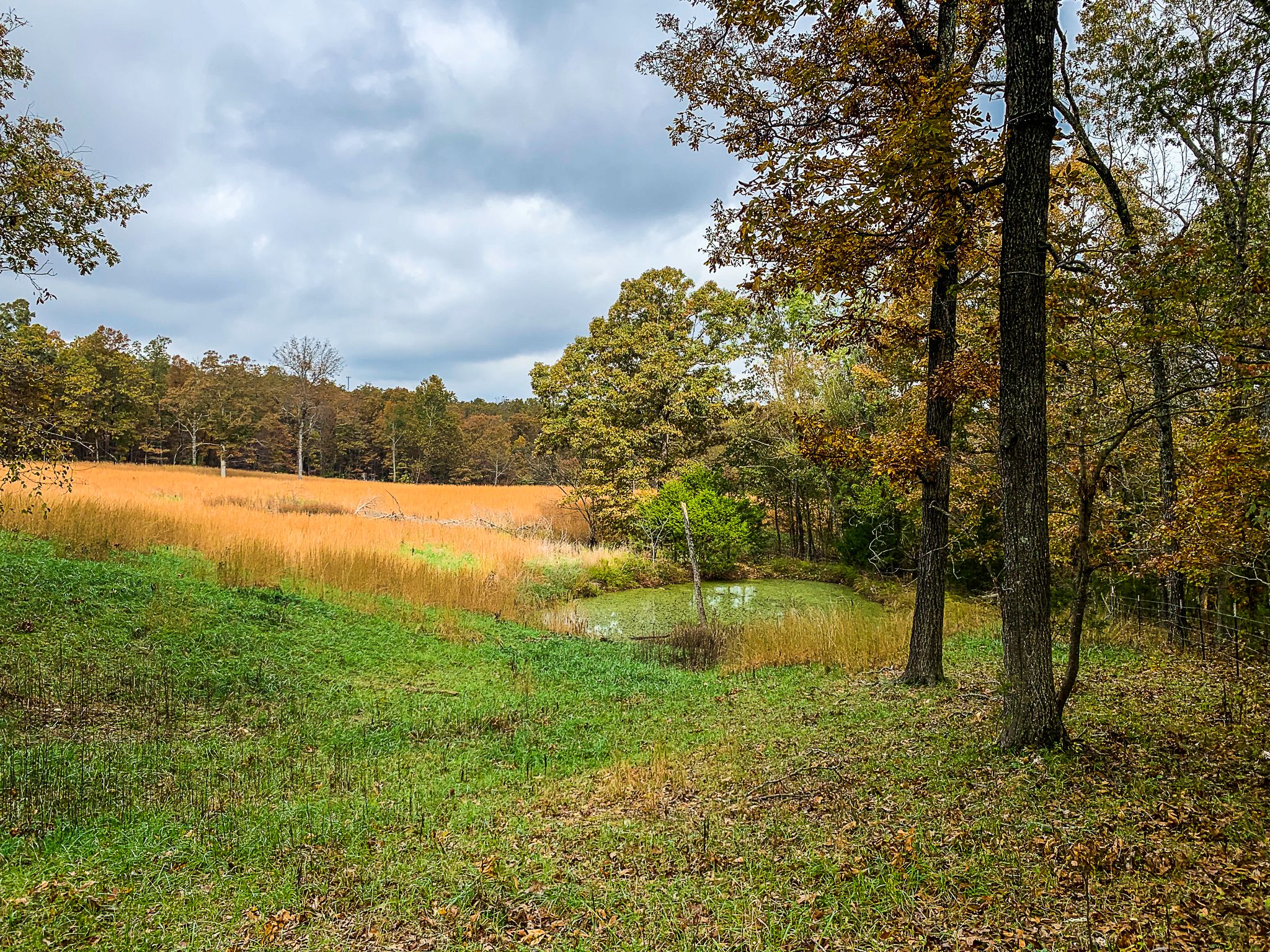 50 acres in Ozark County, Missouri