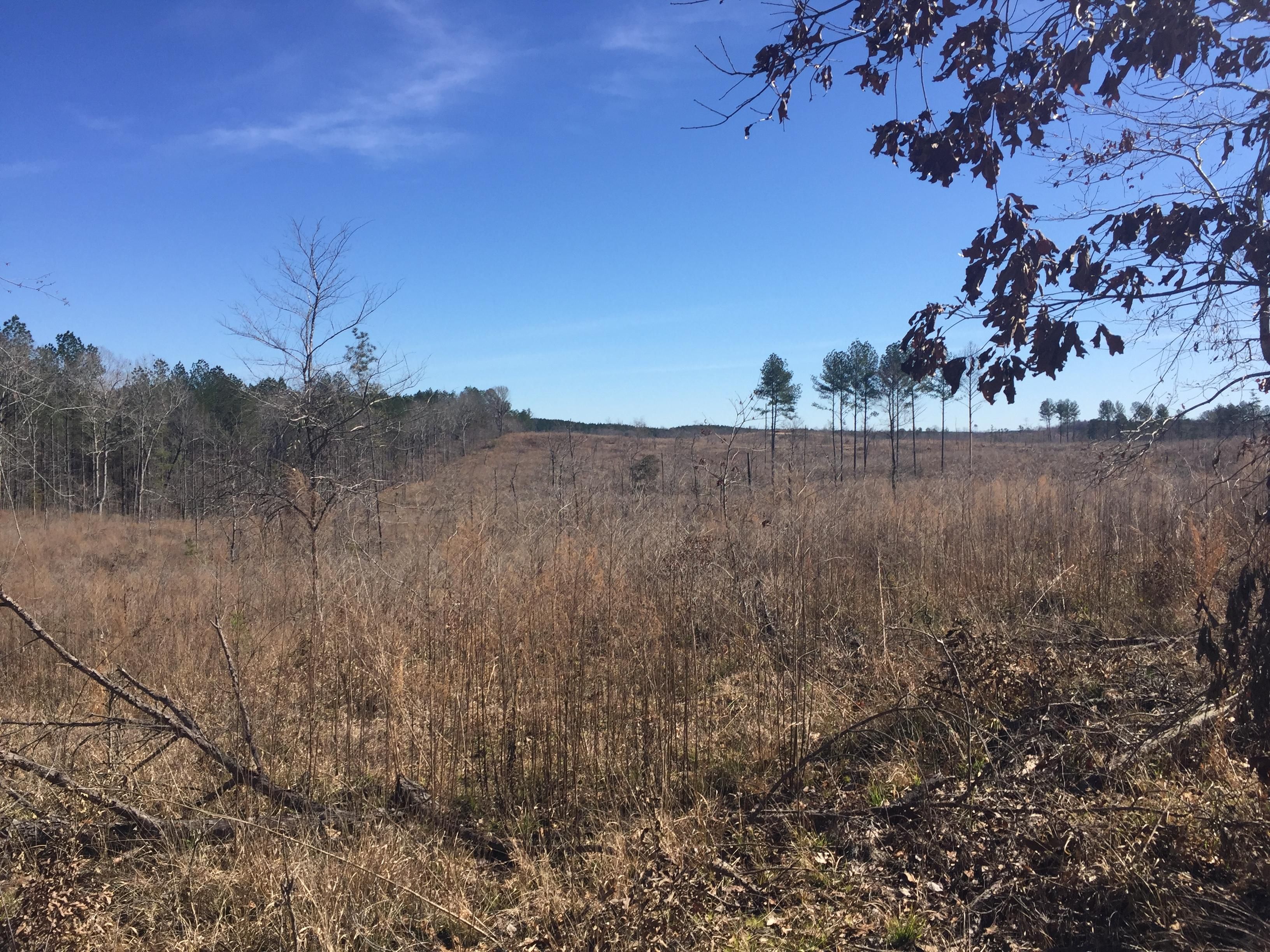 400 acres in Attala County, Mississippi