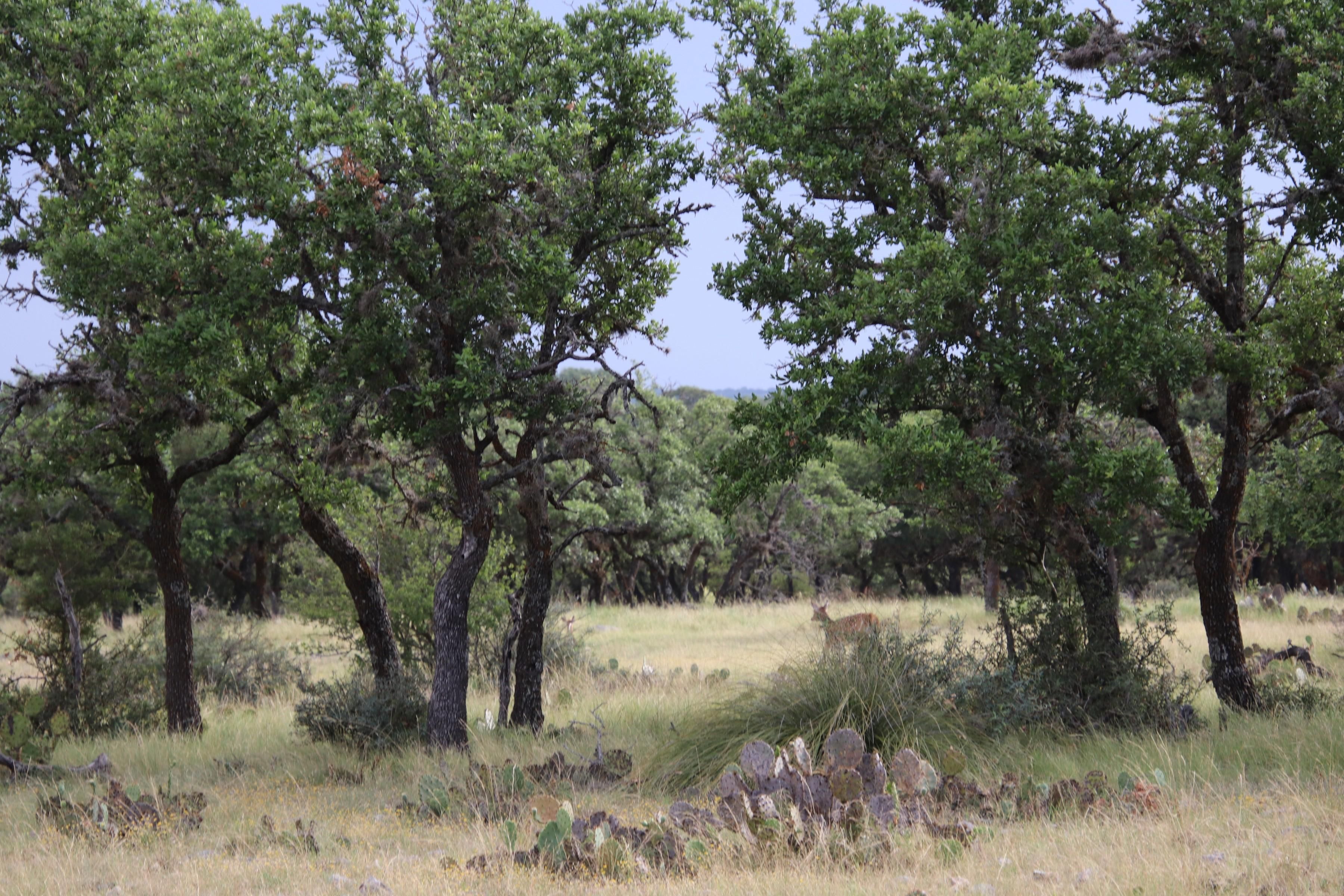 120-acres-in-edwards-county-texas