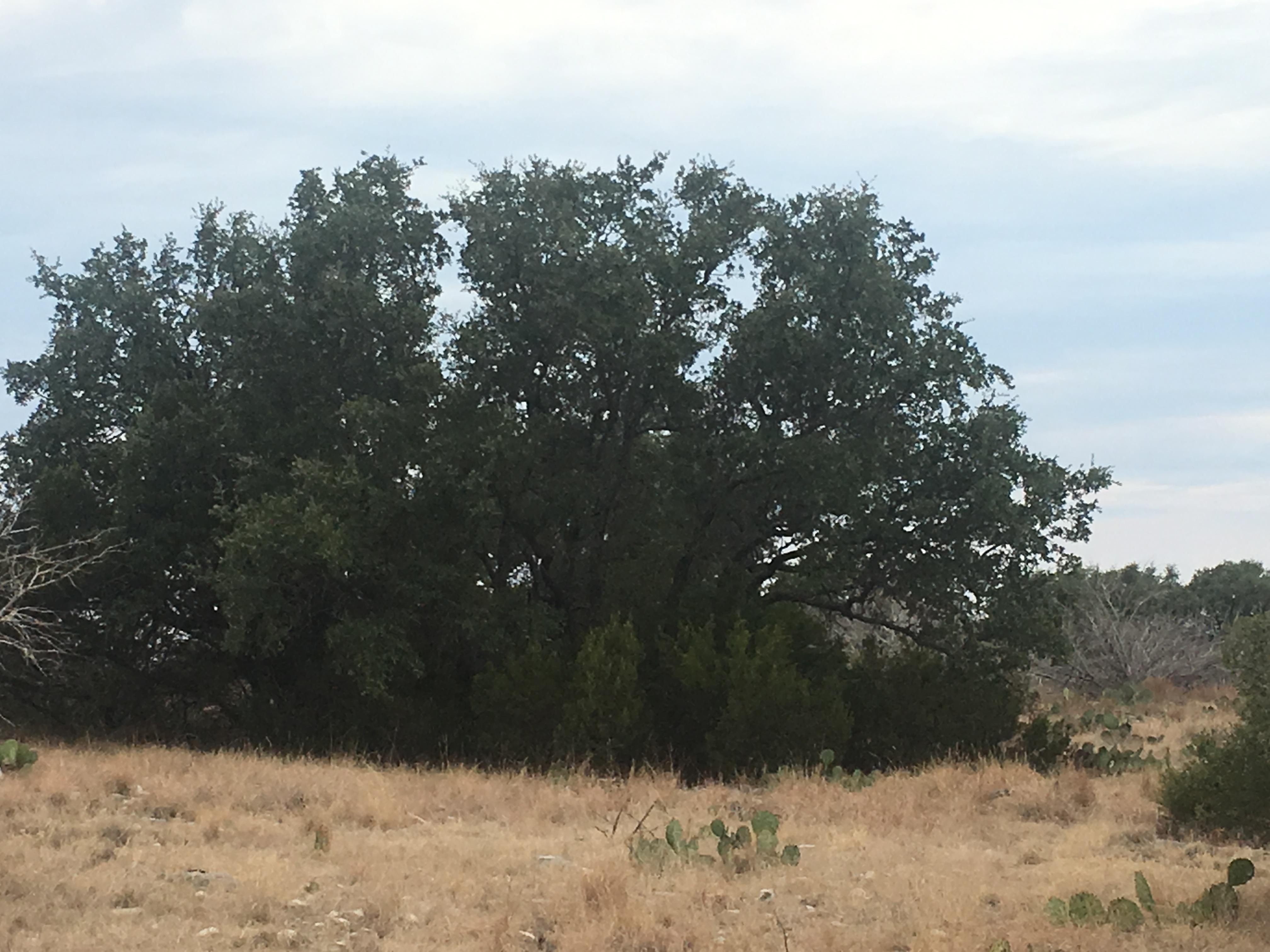 State Hwy 163, Ozona, TX 76943