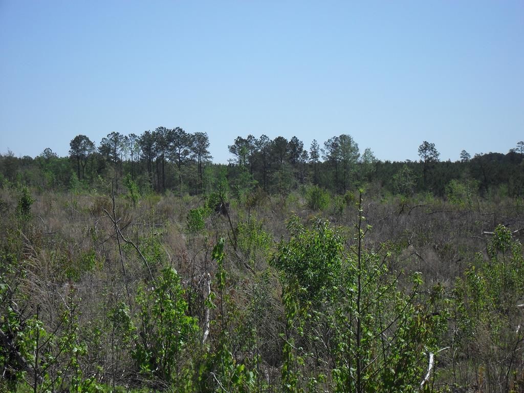 70 acres in Monroe County, Alabama