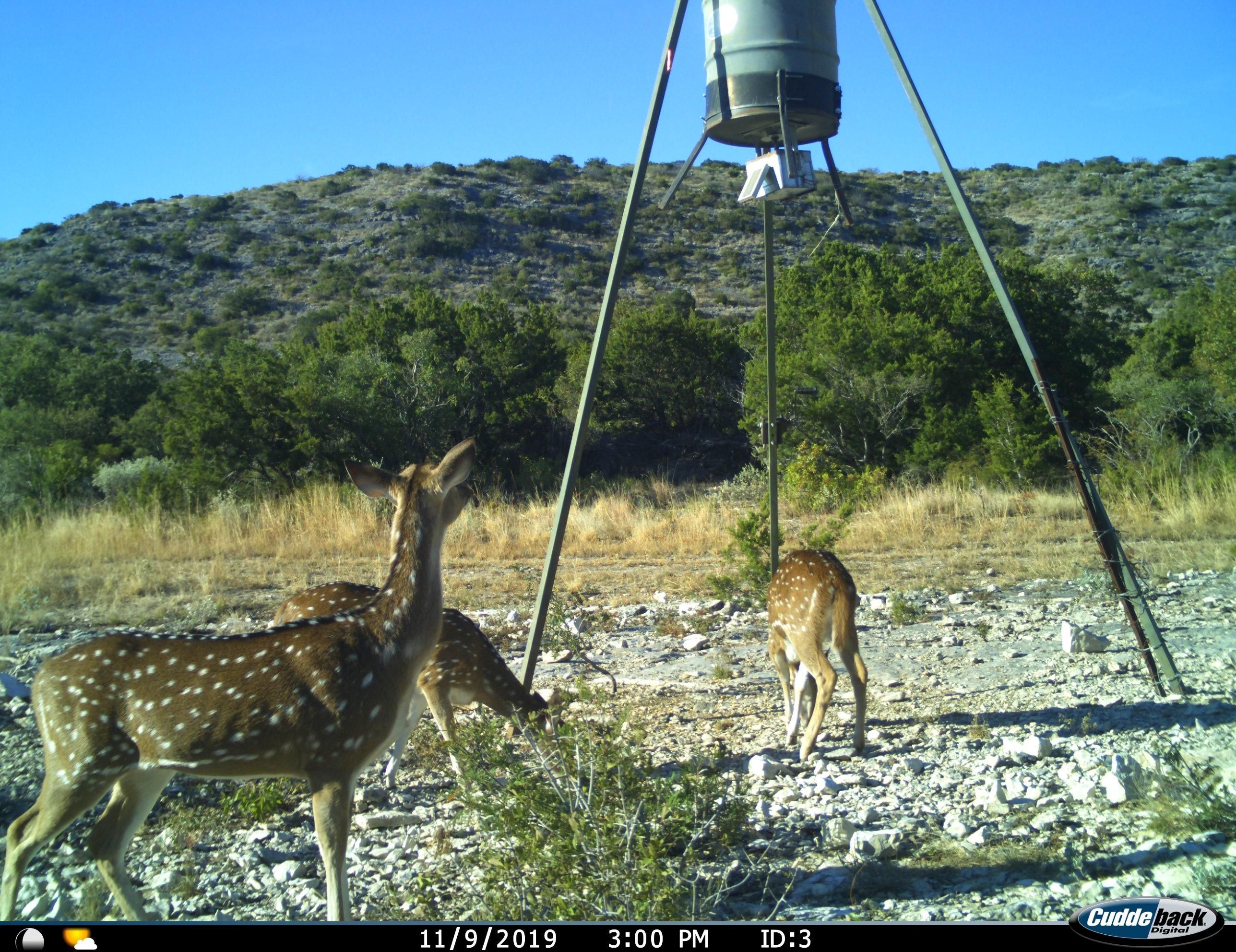Hwy 2523 and CR650, Carta Valley, TX 78840 MLS 191058