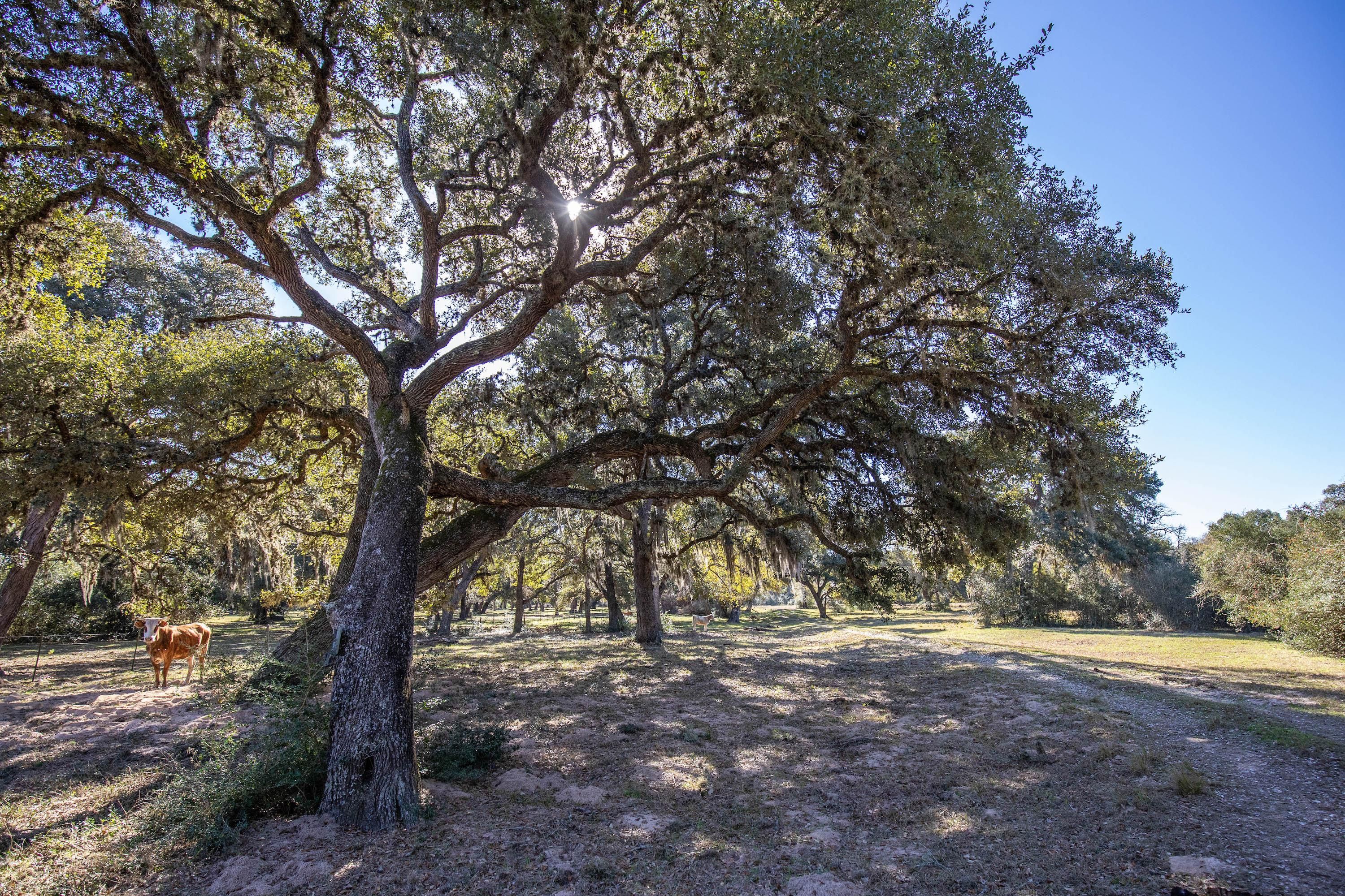 101.65 acres in Lavaca County, Texas