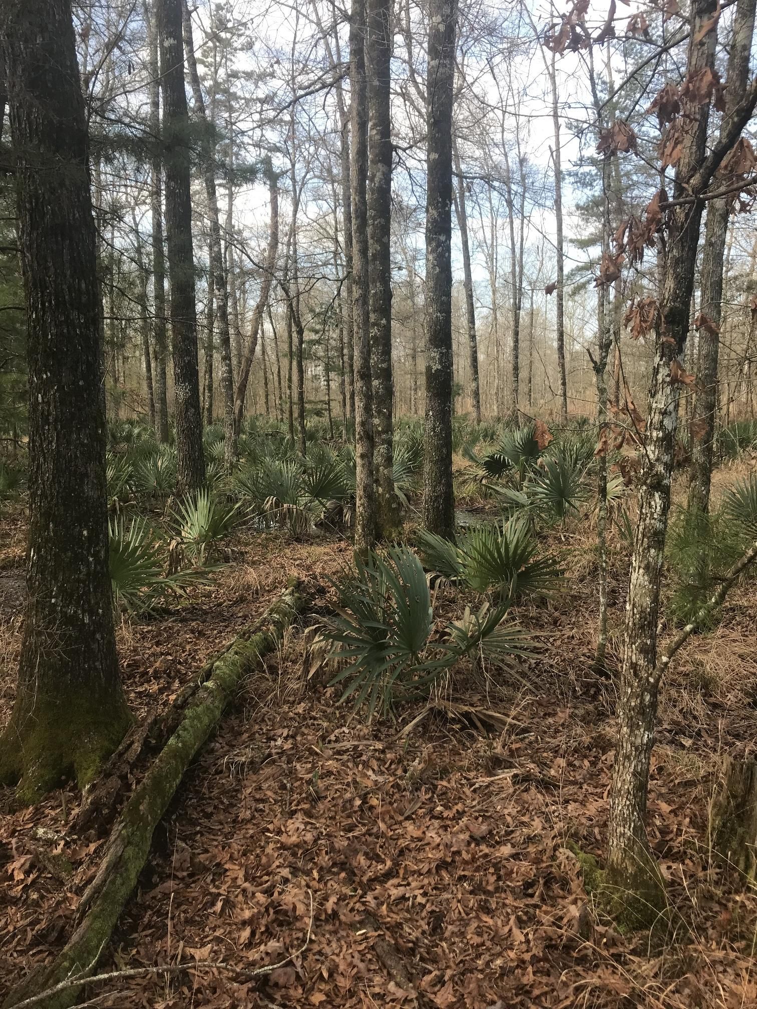 80 acres in Lauderdale County, Mississippi