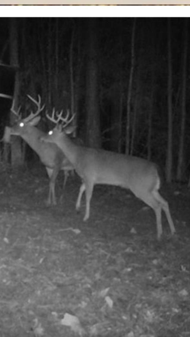 120 acres in Crenshaw County, Alabama