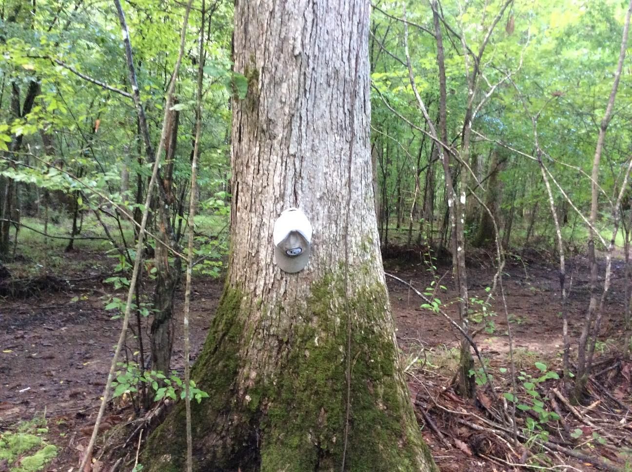 67 acres in Hale County, Alabama