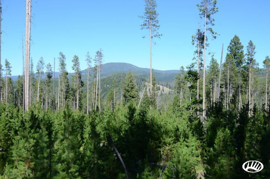 20 acres in Granite County, Montana