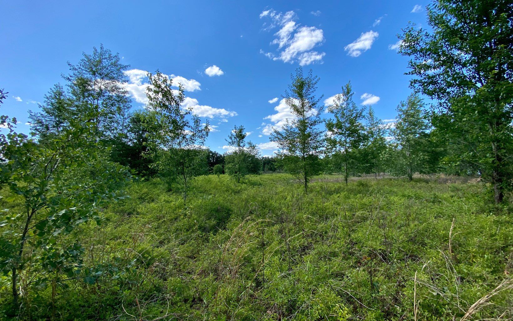 8 acres in Columbia County, Florida