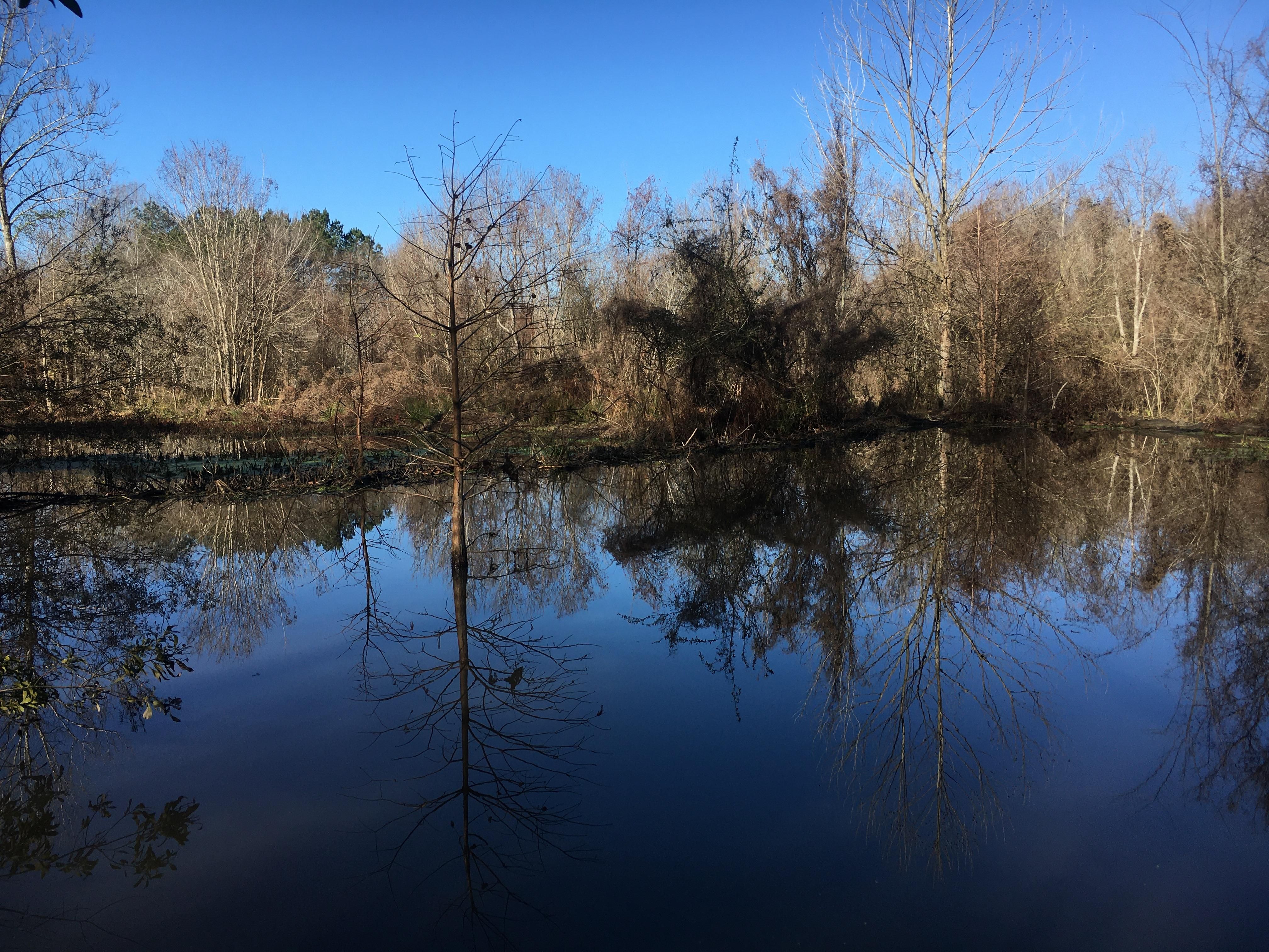 156 acres in Dallas County, Alabama