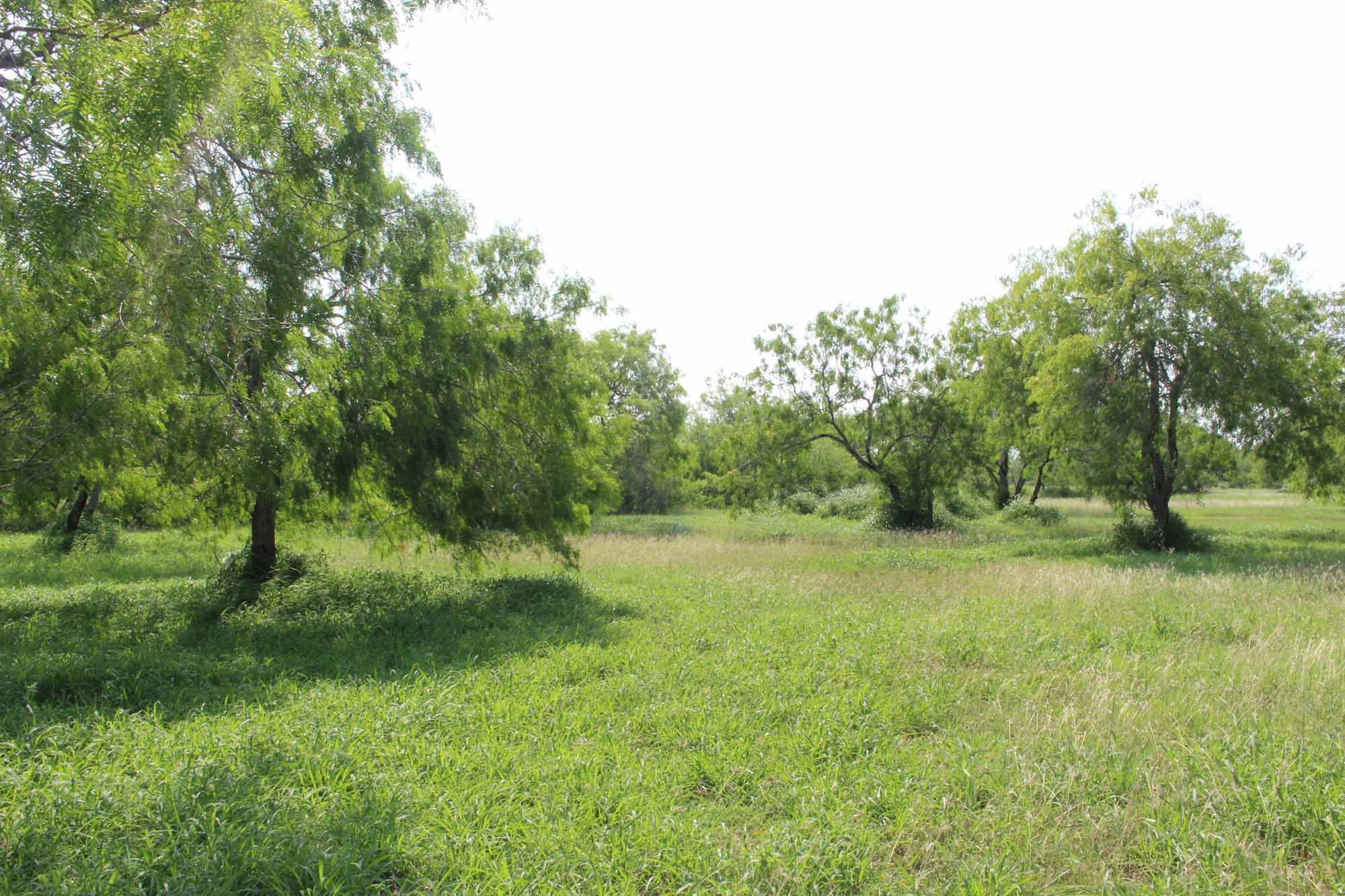 5 acres in Live Oak County, Texas