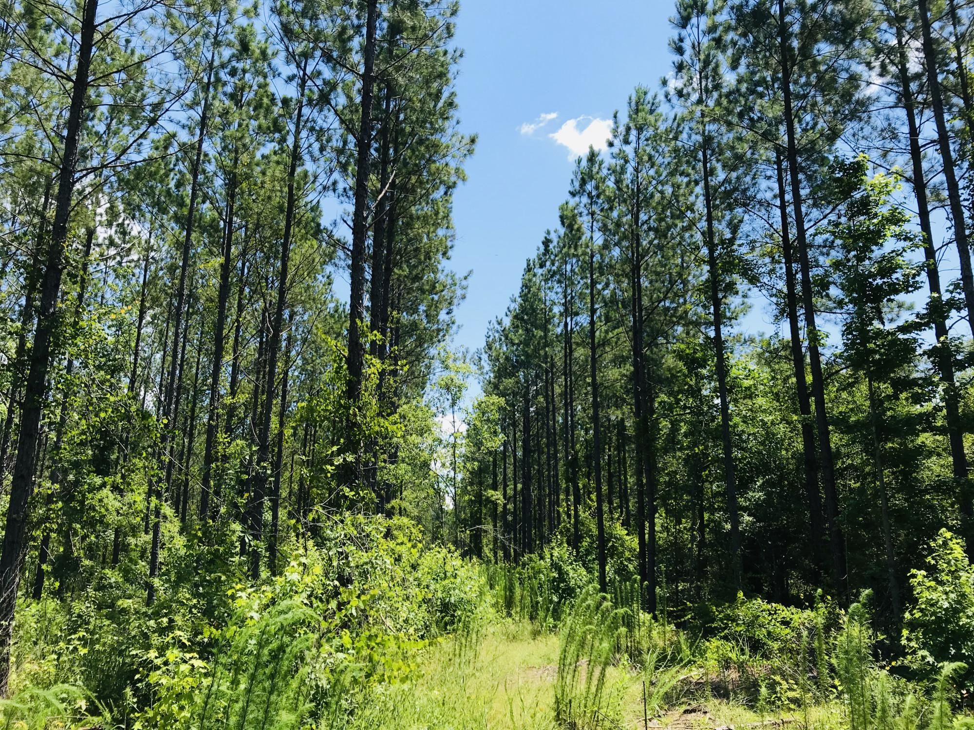 35 acres in Tallapoosa County, Alabama