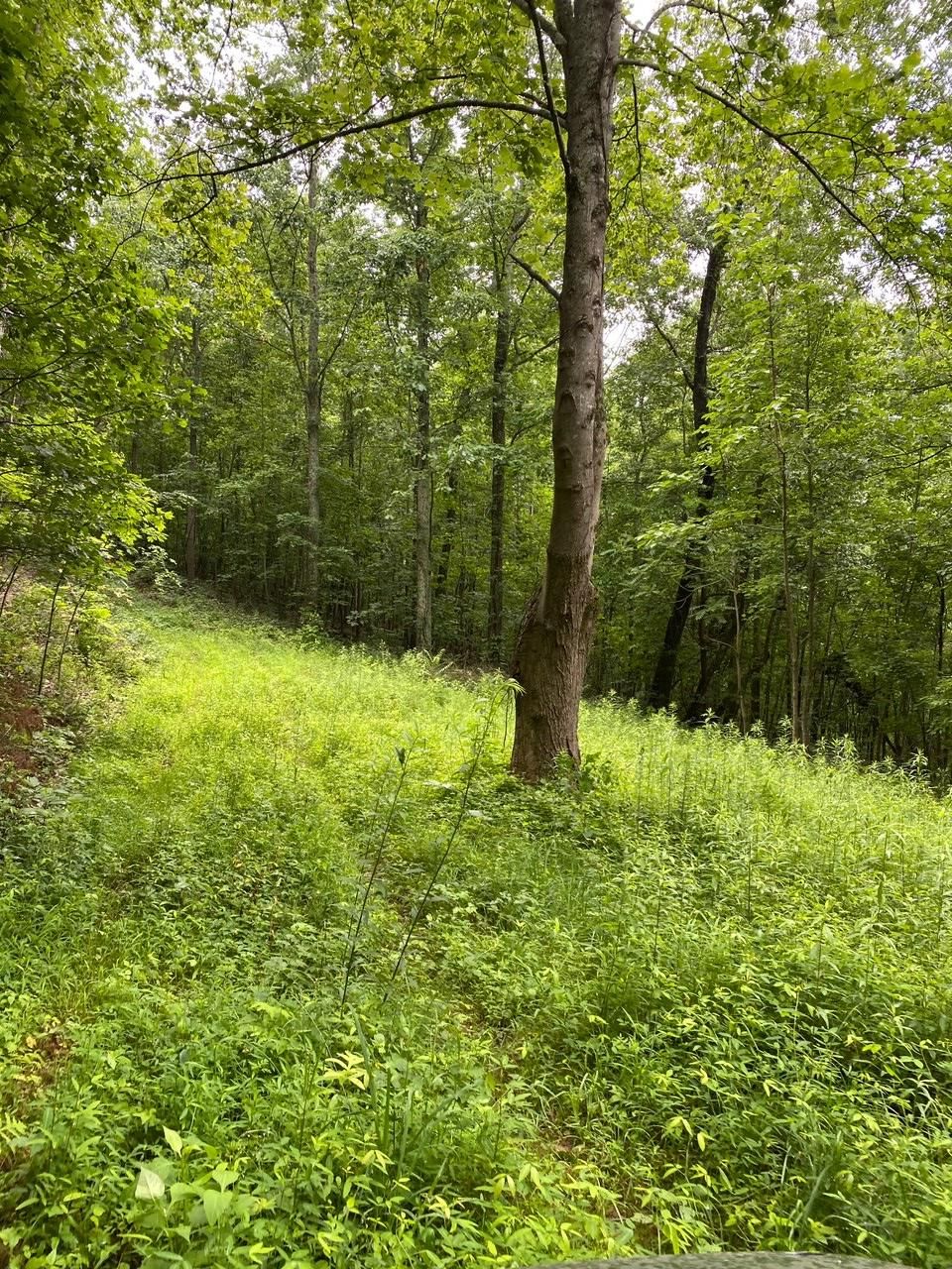 203 acres in Jackson County, Alabama