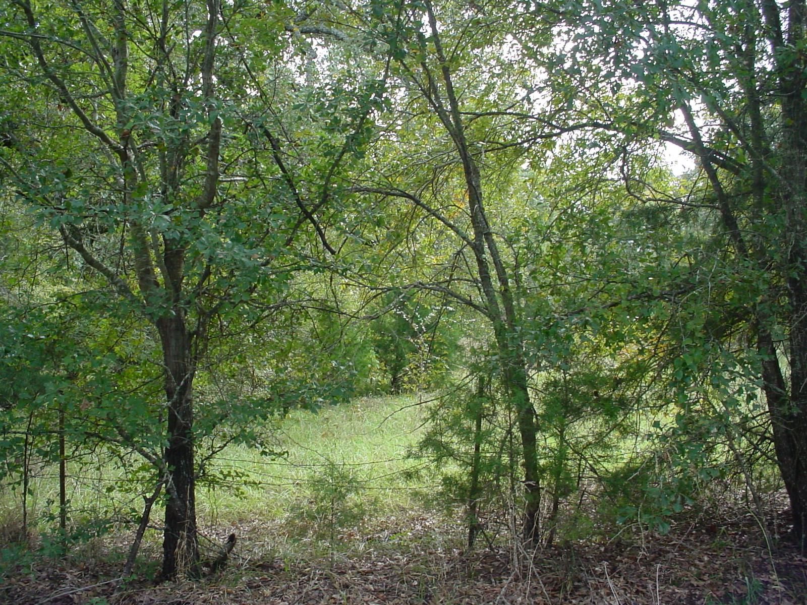 87.38 acres in Rains County, Texas
