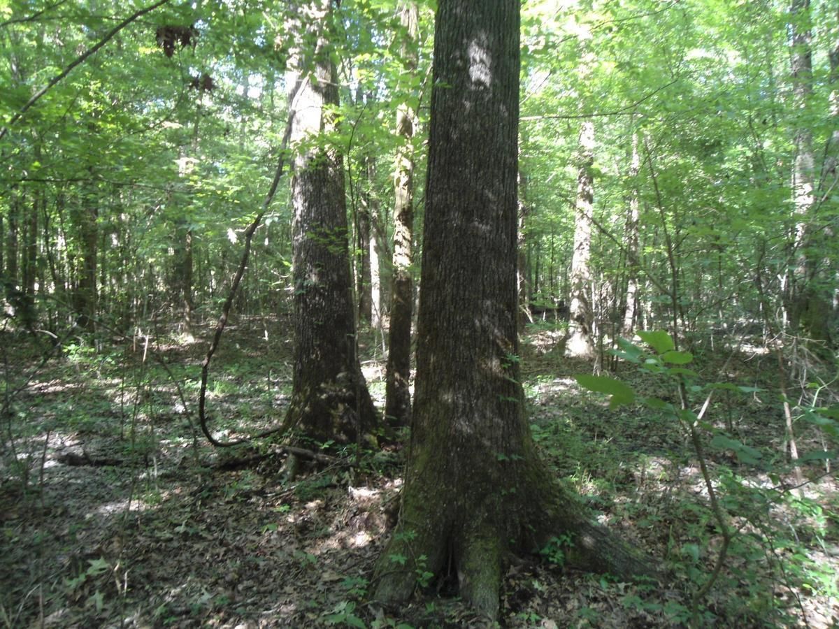 54 acres in Newton County, Mississippi