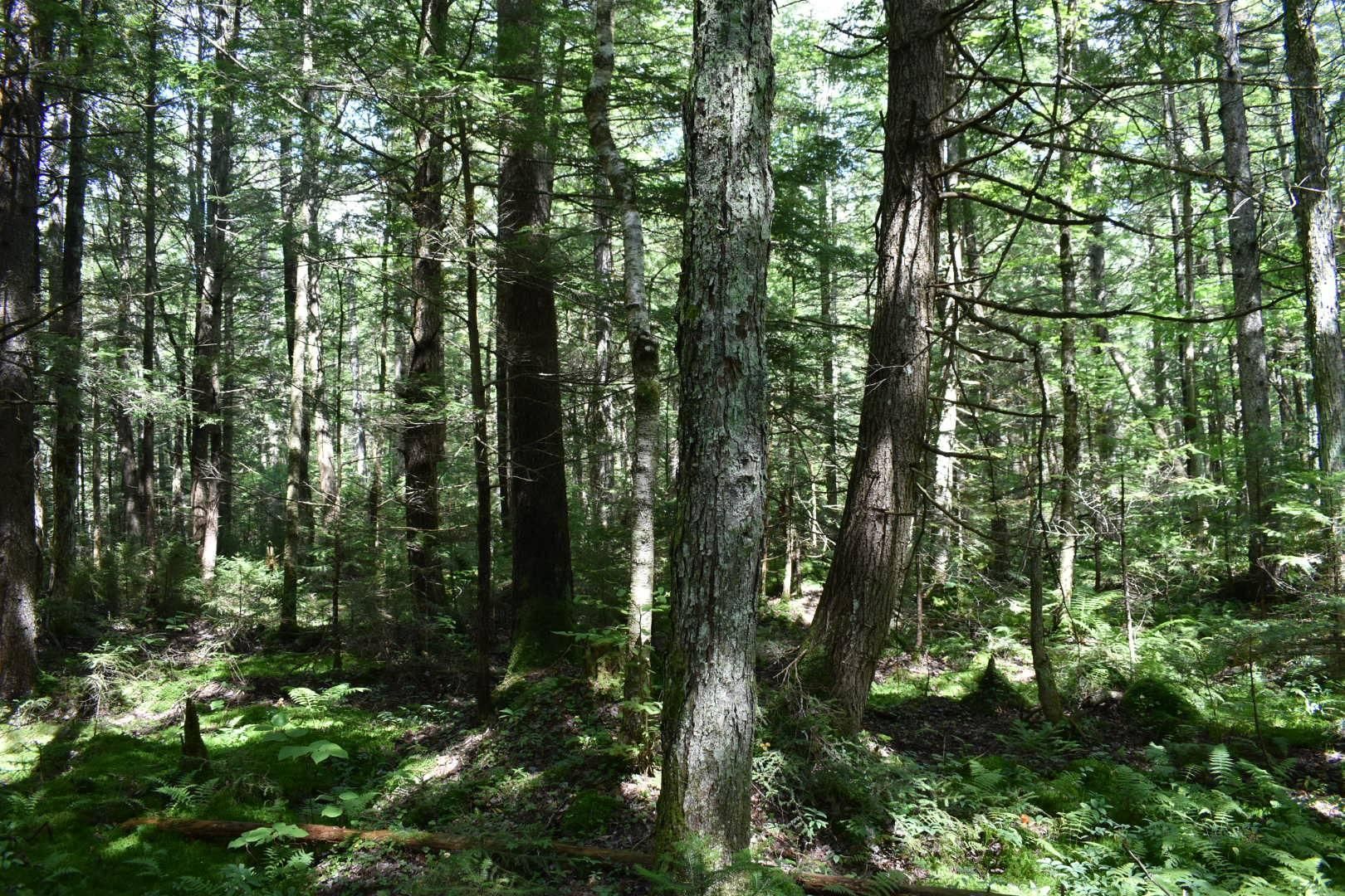 36 acres in Herkimer County, New York