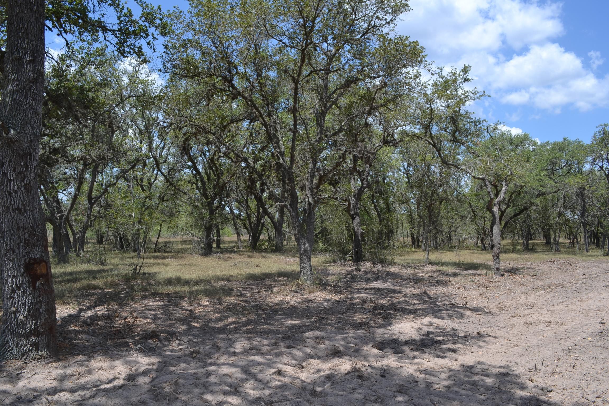 15 acres in Goliad County, Texas