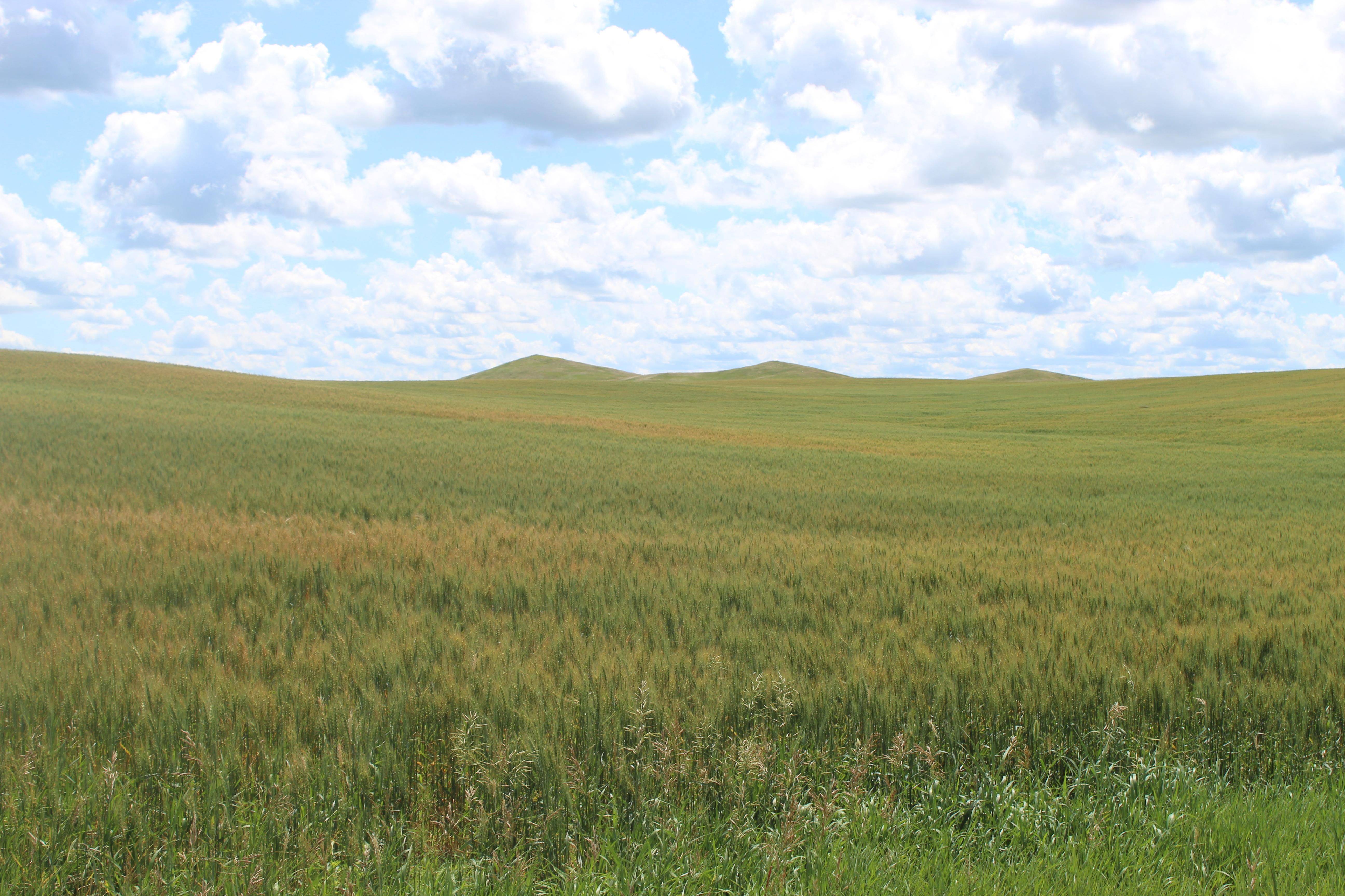 795 acres in Hettinger County, North Dakota