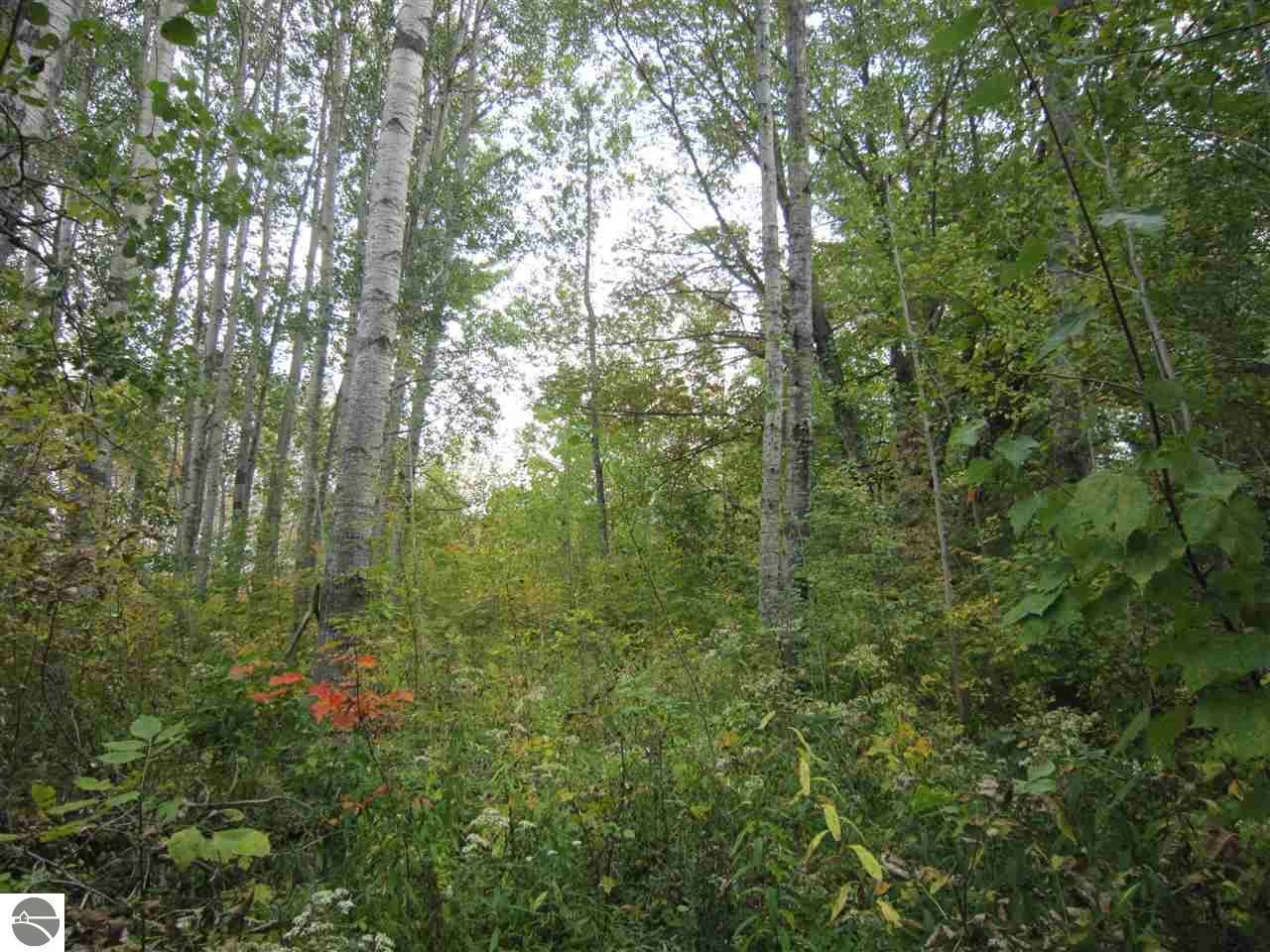 80 acres in Iosco County, Michigan