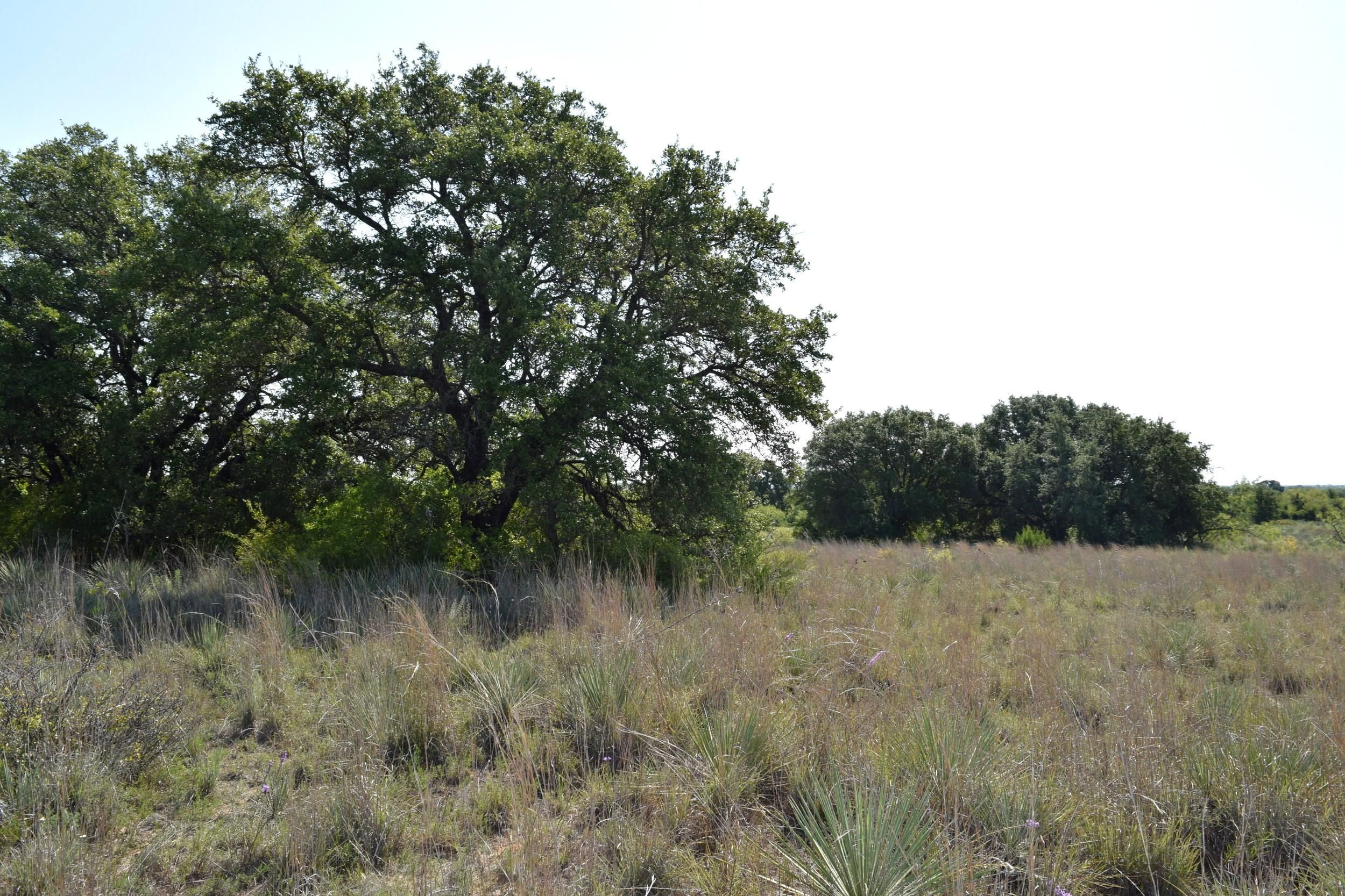 60 acres in Coleman County, Texas