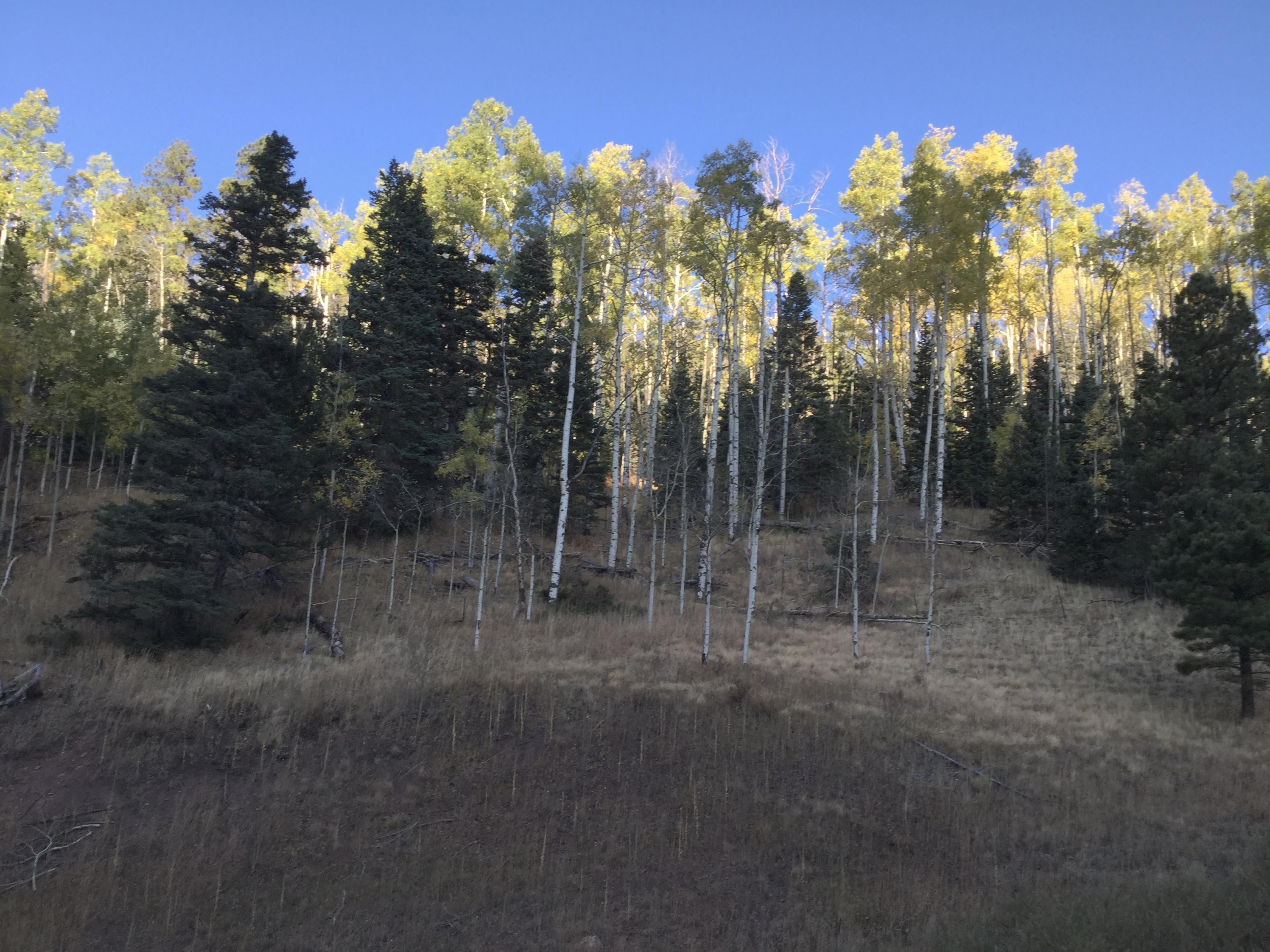 61.98 acres in Park County, Colorado