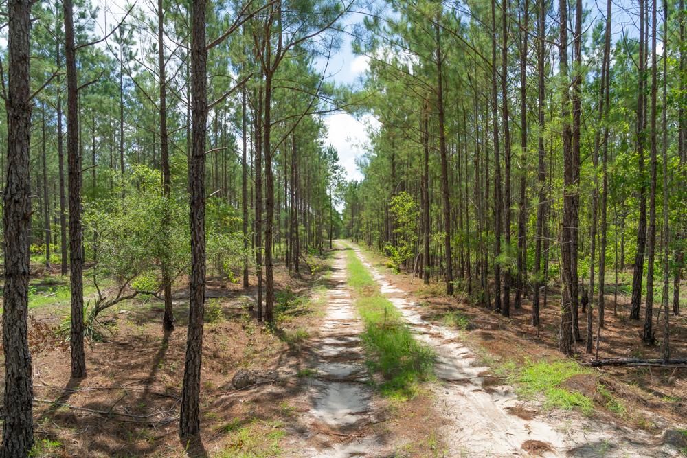 134 acres in Emanuel County,