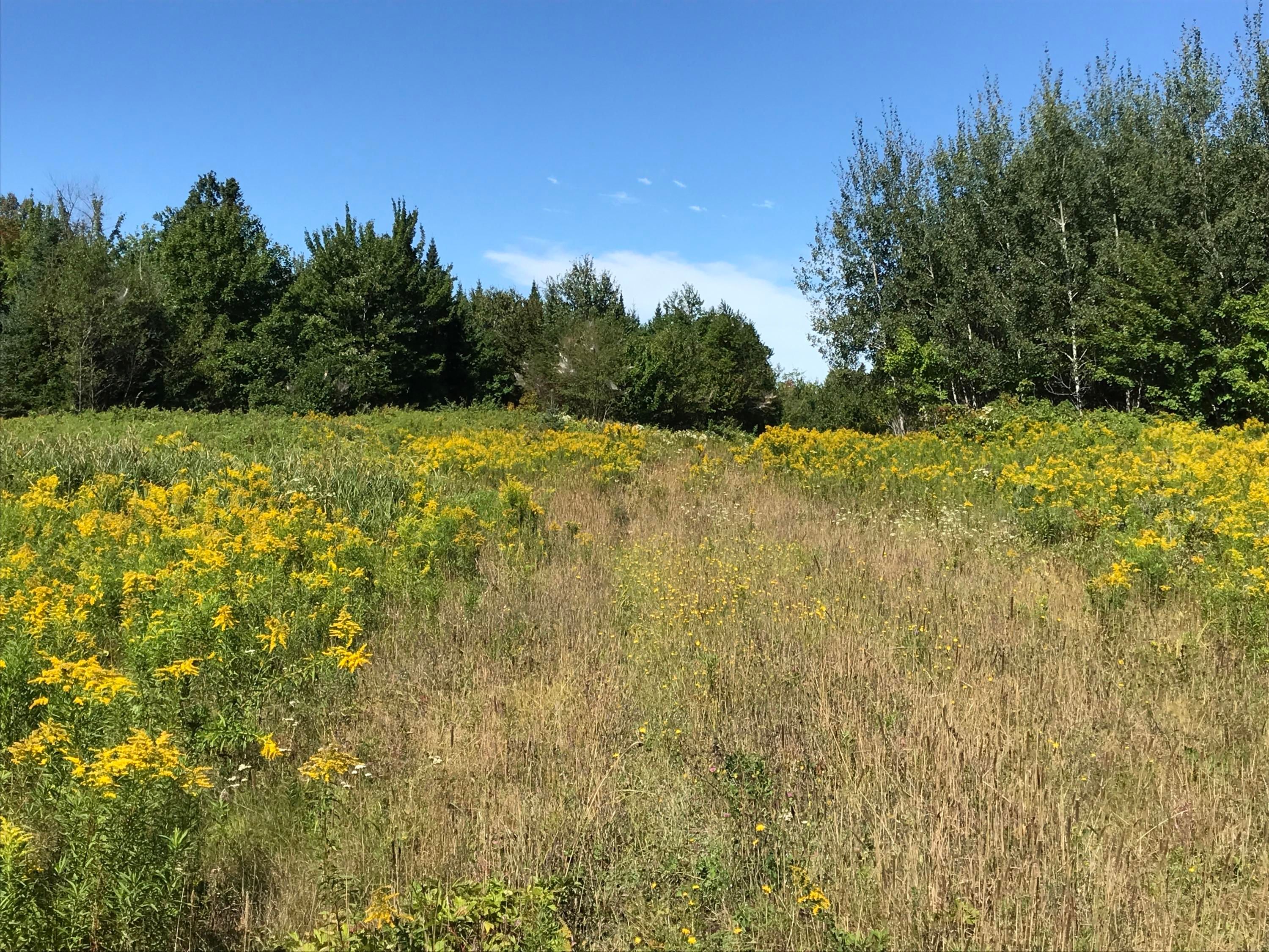100 acres in Aroostook County, Maine