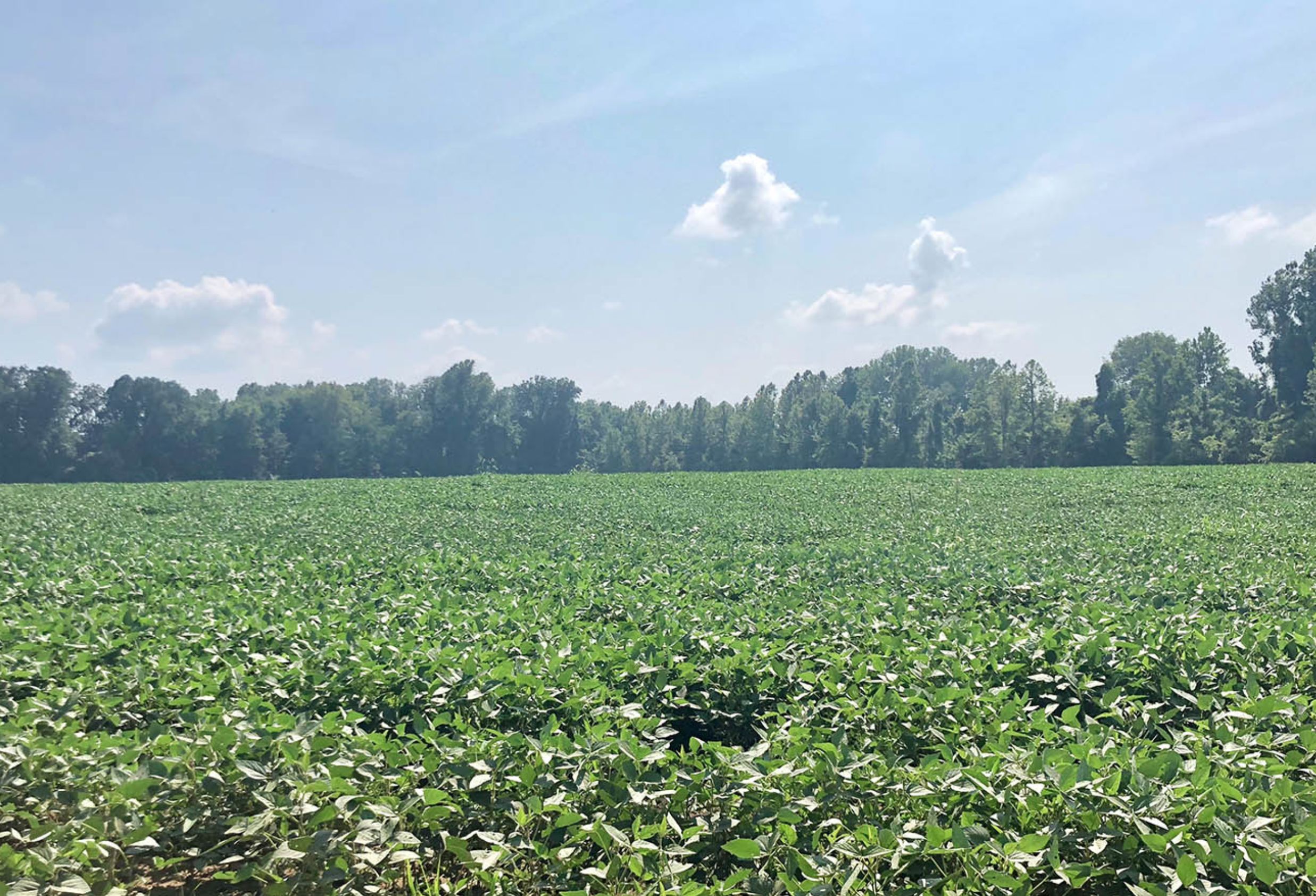 119 acres in Carlisle County, Kentucky