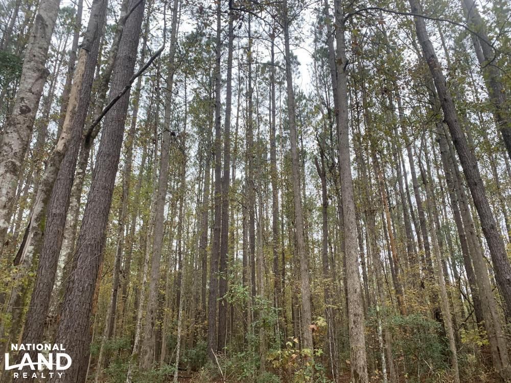 4.53 acres in Pender County, North Carolina