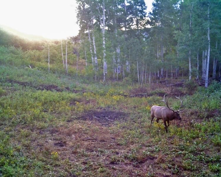 35 acres in Montrose County, Colorado